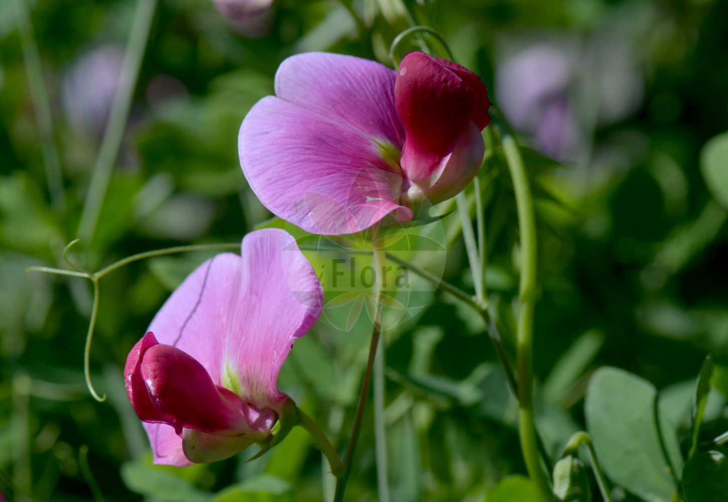 Foto von Lathyrus grandiflorus. Das Bild zeigt Blatt und Bluete. Das Foto wurde in Kopenhagen, Dänemark aufgenommen. ---- Photo of Lathyrus grandiflorus. The image is showing leaf and flower. The picture was taken in Copenhagen, Denmark.(Lathyrus grandiflorus,Lathyrus grandiflorus,Lathyrus,Platterbse,Pea,Fabaceae,Schmetterlingsblütler,Pea family,Blatt,Bluete,leaf,flower)