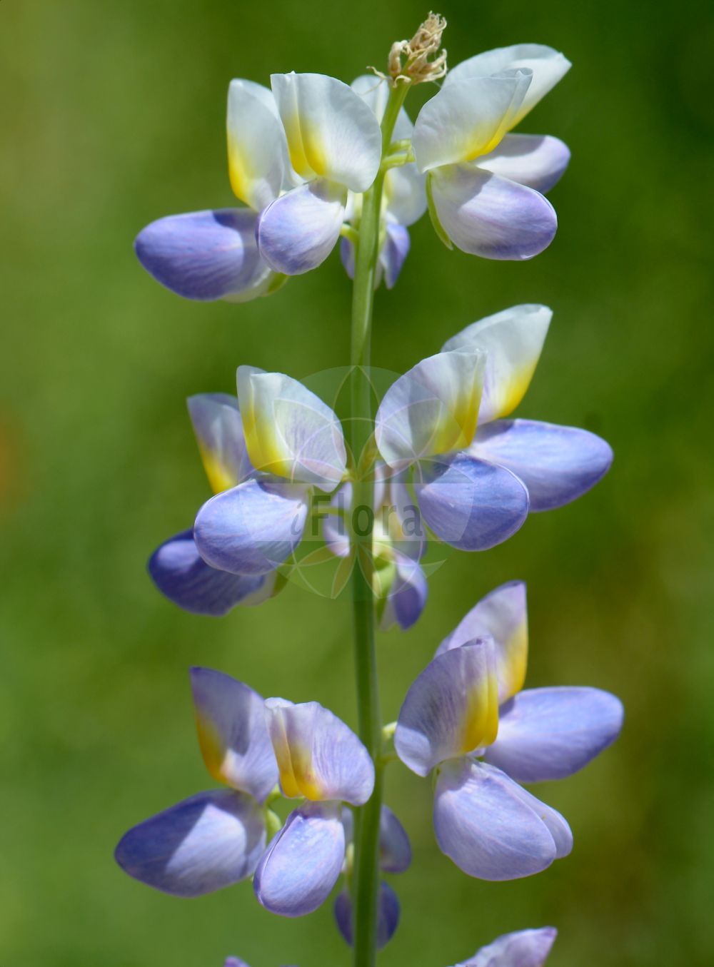Foto von Lupinus mutabilis. Das Bild zeigt Bluete. Das Foto wurde in Klagenfurt, Kärnten, Österreich aufgenommen. ---- Photo of Lupinus mutabilis. The image is showing flower. The picture was taken in Klagenfurt, Carinthia, Austria.(Lupinus mutabilis,Lupinus,Lupine,Lupine,Fabaceae,Schmetterlingsblütler,Pea family,Bluete,flower)