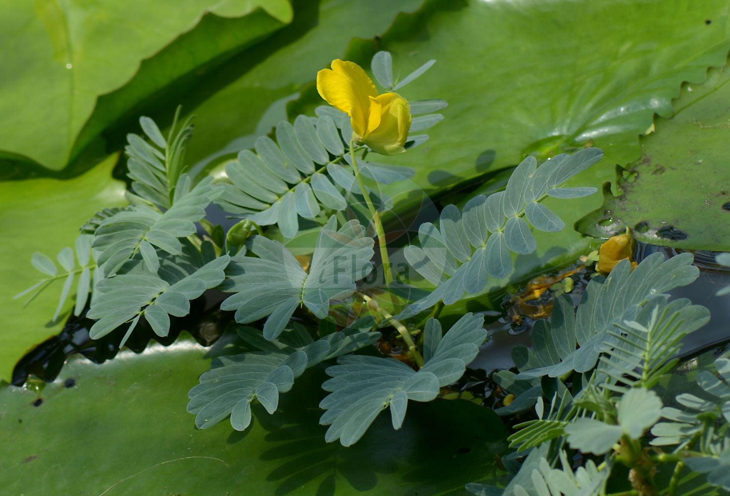 Foto von Neptunia. Das Bild zeigt Blatt und Bluete. Das Foto wurde in Padova, Veneto, Italien aufgenommen. ---- Photo of Neptunia. The image is showing leaf and flower. The picture was taken in Padova, Veneto, Italy.(Neptunia,Neptunia,Fabaceae,Schmetterlingsblütler,Pea family,Blatt,Bluete,leaf,flower)