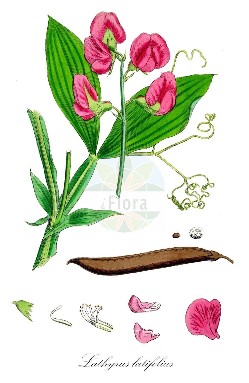 Historische Abbildung von Lathyrus latifolius (Breitblättrige Platterbse - Broad-leaved Everlasting-Pea). ---- Historical Drawing of Lathyrus latifolius (Breitblättrige Platterbse - Broad-leaved Everlasting-Pea).(Lathyrus latifolius,Breitblättrige Platterbse,Broad-leaved Everlasting-Pea,Lathyrus latifolius,Lathyrus megalanthus,Lathyrus membranaceus,Lathyrus sylvestris subsp. latifolius,Breitblaettrige Platterbse,Bukett-Wicke,Broad-leaved Everlasting-Pea,Everlasting Pea,Everlasting Pea Vine,Perennial Pea,Lathyrus,Platterbse,Pea,Fabaceae,Schmetterlingsblütler,Pea family,Sowerby (1790-1813))