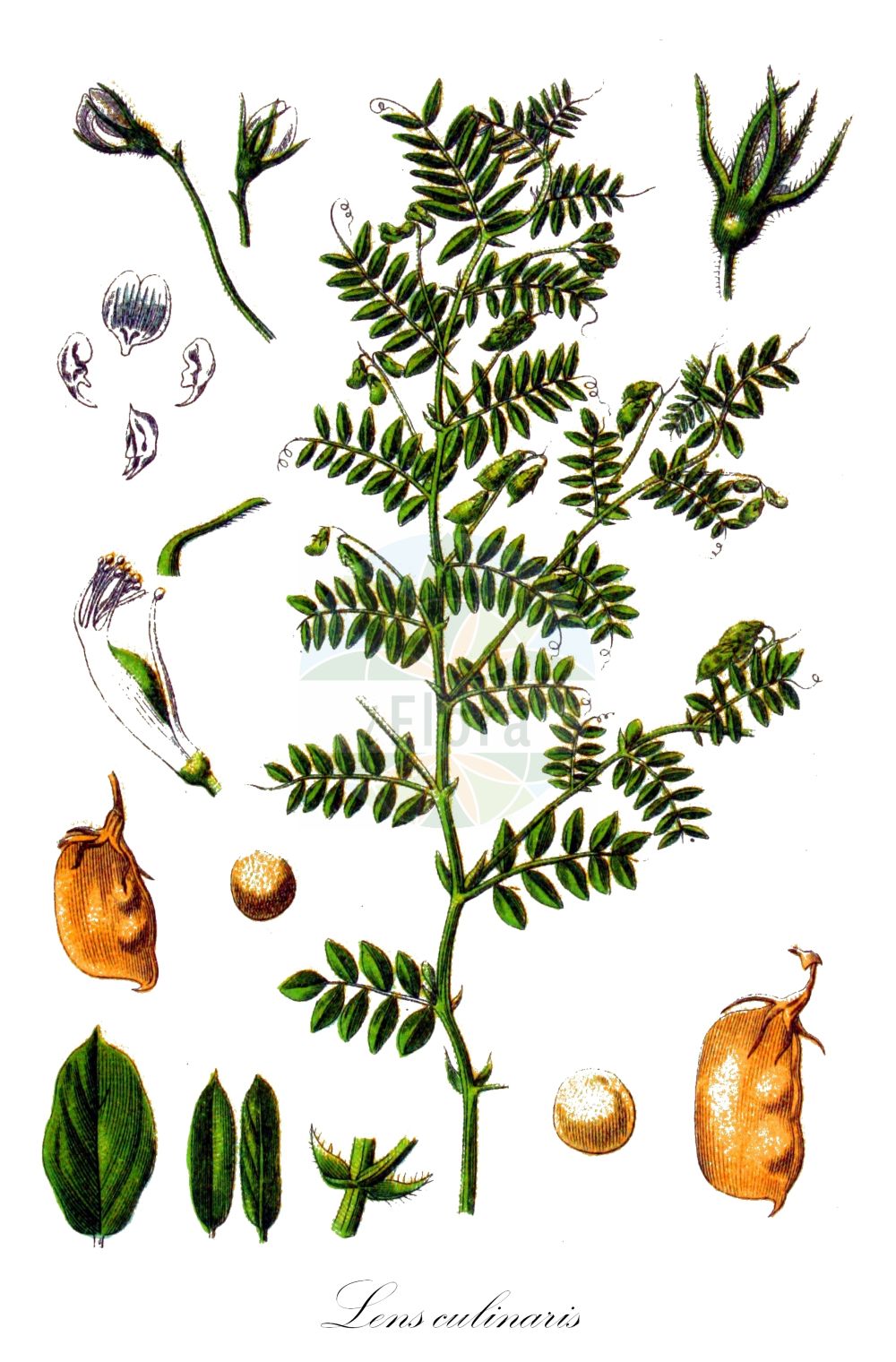 Historische Abbildung von Lens culinaris (Küchen-Linse - Lentil). Das Bild zeigt Blatt, Bluete, Frucht und Same. ---- Historical Drawing of Lens culinaris (Küchen-Linse - Lentil). The image is showing leaf, flower, fruit and seed.(Lens culinaris,Küchen-Linse,Lentil,Ervum lens,Lens culinaris,Kuechen-Linse,Lentil,Lens,Linse,Lentil,Fabaceae,Schmetterlingsblütler,Pea family,Blatt,Bluete,Frucht,Same,leaf,flower,fruit,seed,Sturm (1796f))