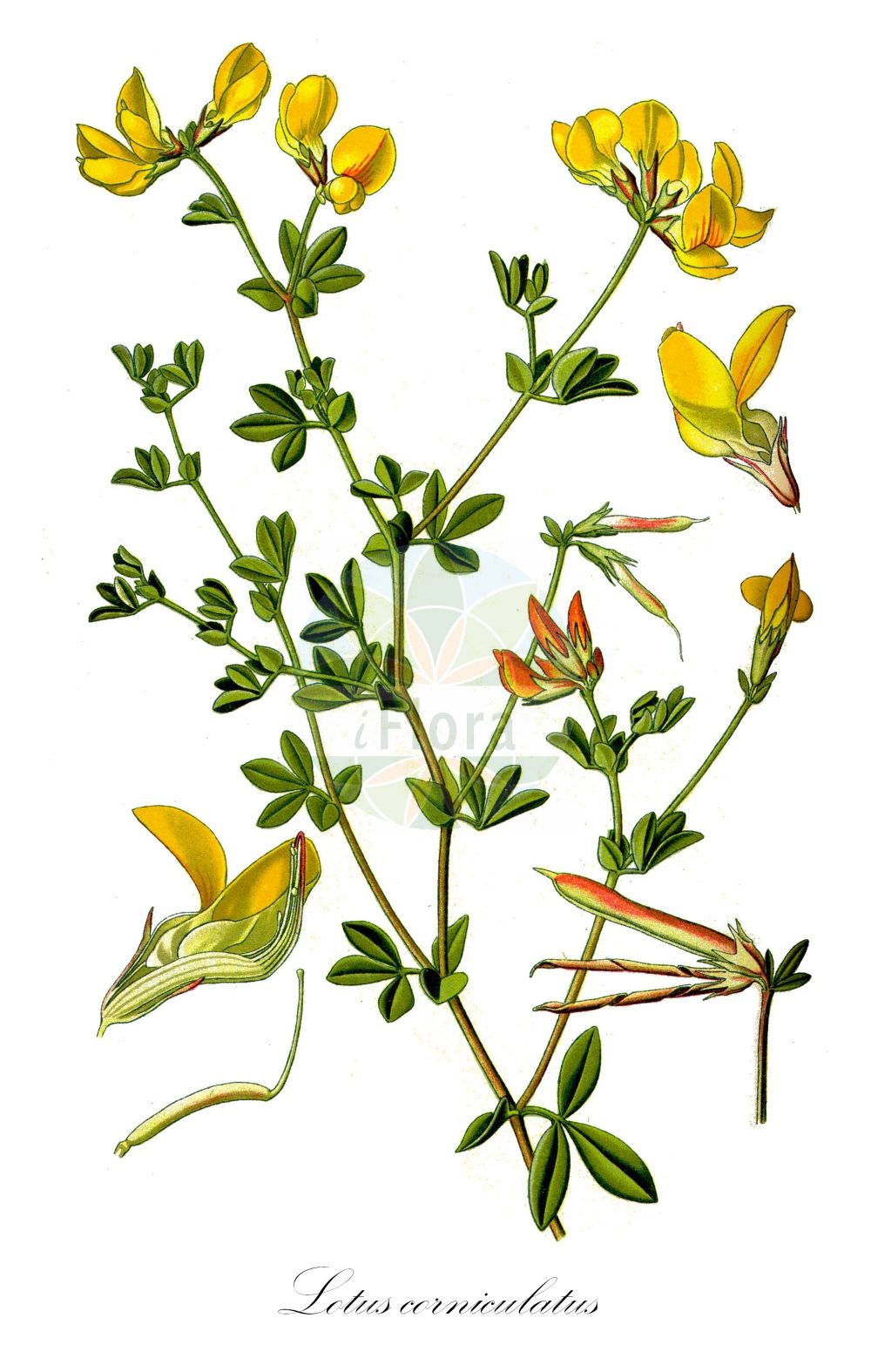 Historische Abbildung von Lotus corniculatus (Gewöhnlicher Hornklee - Common Bird's-foot-Trefoil). ---- Historical Drawing of Lotus corniculatus (Gewöhnlicher Hornklee - Common Bird's-foot-Trefoil).(Lotus corniculatus,Gewöhnlicher Hornklee,Common Bird's-foot-Trefoil,Lotus ambiguus,Lotus arvensis,Lotus balticus,Lotus carpetanus,Lotus caucasicus,Lotus corniculatus,Lotus komarovii,Lotus major,Lotus olgae,Lotus ruprechtii,Lotus tauricus,Lotus zhegulensis,Gewoehnlicher Hornklee,Common Bird's-foot-Trefoil,Birdsfoot Deer Vetch,Birdsfoot Trefoil,Lotus,Hornklee,Trefoil,Fabaceae,Schmetterlingsblütler,Pea family,Thomé (1885))