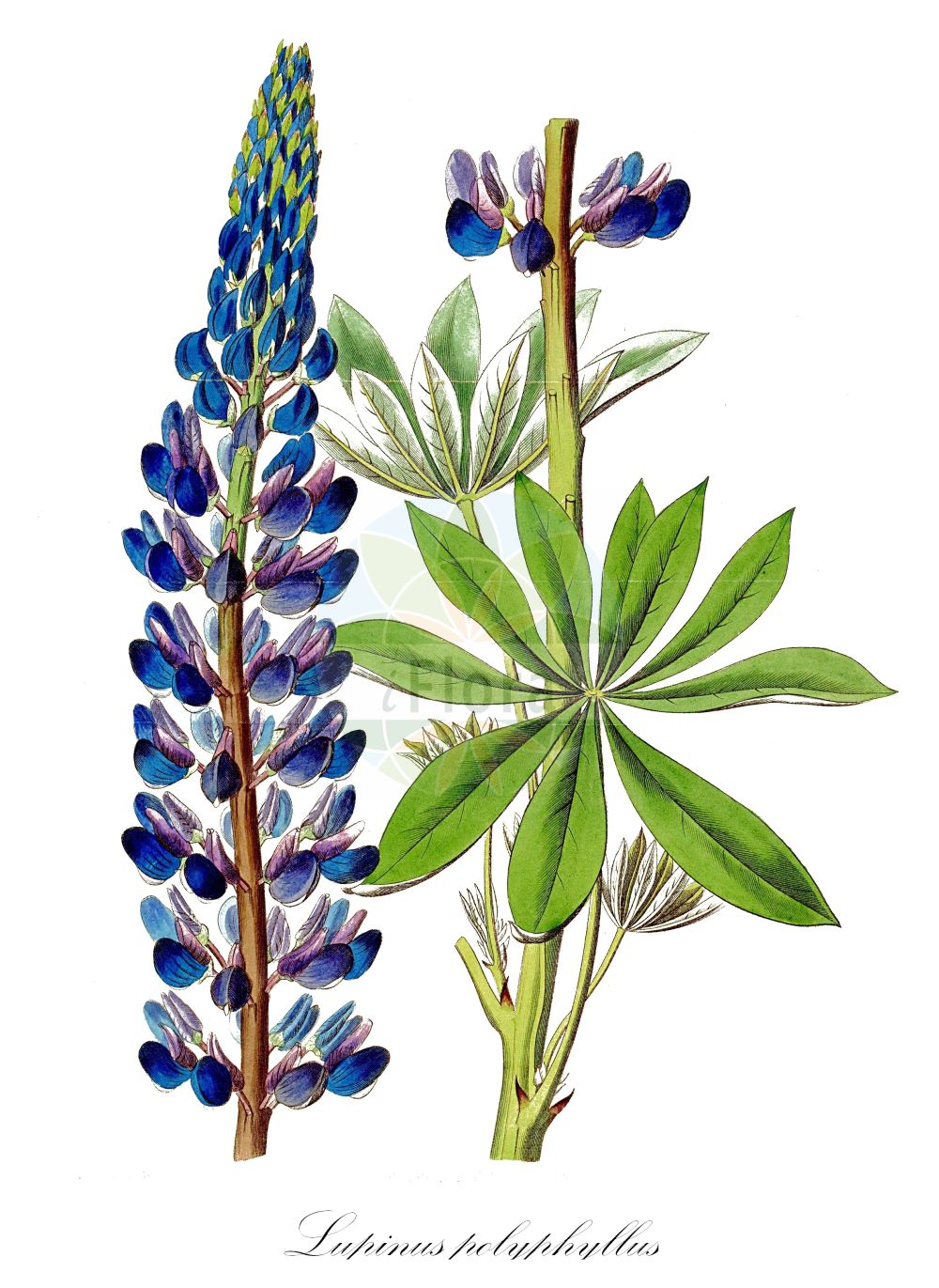 Historische Abbildung von Lupinus polyphyllus (Vielblättrige Lupine - Garden Lupin). Das Bild zeigt Blatt, Bluete, Frucht und Same. ---- Historical Drawing of Lupinus polyphyllus (Vielblättrige Lupine - Garden Lupin). The image is showing leaf, flower, fruit and seed.(Lupinus polyphyllus,Vielblättrige Lupine,Garden Lupin,Lupinus polyphyllus,Lupinus wyethii S. Watson,Vielblaettrige Lupine,Ausdauernde Lupine,Stauden-Lupine,Garden Lupin,Blue-pod Lupine,Bigleaf Lupine,Garden Lupine,Large-leaved Lupin,Large-leaved Lupine,Perennial Lupin,Russell Lupine,Lupinus,Lupine,Lupine,Fabaceae,Schmetterlingsblütler,Pea family,Blatt,Bluete,Frucht,Same,leaf,flower,fruit,seed,Botanical Register (1815-1828))