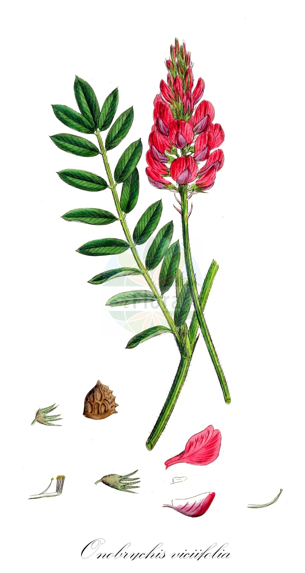 Historische Abbildung von Onobrychis viciifolia (Saat-Esparsette - Sainfoin). Das Bild zeigt Blatt, Bluete, Frucht und Same. ---- Historical Drawing of Onobrychis viciifolia (Saat-Esparsette - Sainfoin). The image is showing leaf, flower, fruit and seed.(Onobrychis viciifolia,Saat-Esparsette,Sainfoin,Hedysarum onobrychis,Onobrychis sativa,Onobrychis viciifolia,Onobrychis vulgaris,Saat-Esparsette,Gewoehnliche Esparsette,Sainfoin,Esparcet,Onobrychis,Esparsette,Sainfoin,Fabaceae,Schmetterlingsblütler,Pea family,Blatt,Bluete,Frucht,Same,leaf,flower,fruit,seed,Sowerby (1790-1813))
