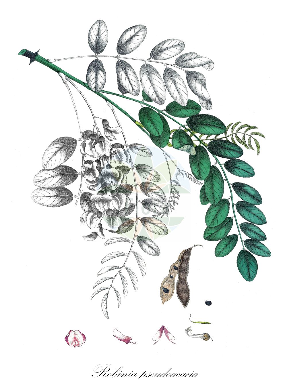 Historische Abbildung von Robinia pseudoacacia (Gewöhnliche Robinie - False-acacia). Das Bild zeigt Blatt, Bluete, Frucht und Same. ---- Historical Drawing of Robinia pseudoacacia (Gewöhnliche Robinie - False-acacia). The image is showing leaf, flower, fruit and seed.(Robinia pseudoacacia,Gewöhnliche Robinie,False-acacia,Robinia pringlei,Robinia pseudoacacia,Robinia pseudoacacia var. rectissima,Gewoehnliche Robinie,Gewoehnliche Scheinakazie,Robinie,False-acacia,Black Locust,Locust,Locust Tree,Robinia,Robinie,Locust,Fabaceae,Schmetterlingsblütler,Pea family,Blatt,Bluete,Frucht,Same,leaf,flower,fruit,seed,Krebs (1826-1832))