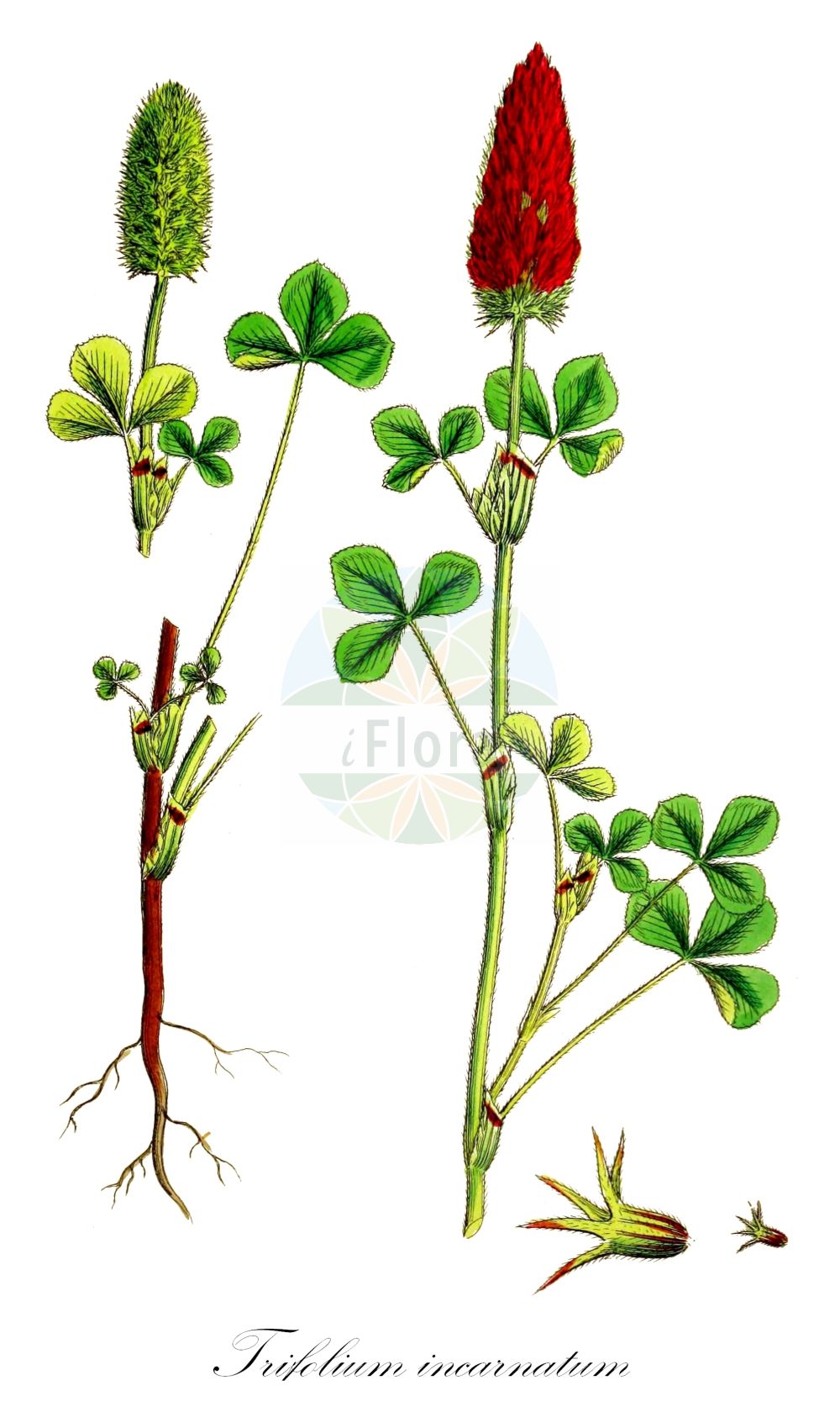 Historische Abbildung von Trifolium incarnatum (Inkarnat-Klee - Long-headed Clover). Das Bild zeigt Blatt, Bluete, Frucht und Same. ---- Historical Drawing of Trifolium incarnatum (Inkarnat-Klee - Long-headed Clover). The image is showing leaf, flower, fruit and seed.(Trifolium incarnatum,Inkarnat-Klee,Long-headed Clover,Trifolium incarnatum,Inkarnat-Klee,Long-headed Clover,Carnation Clover,Crimson Clover,Italian Clover,Trifolium,Klee,Clover,Fabaceae,Schmetterlingsblütler,Pea family,Blatt,Bluete,Frucht,Same,leaf,flower,fruit,seed,Sowerby (1790-1813))
