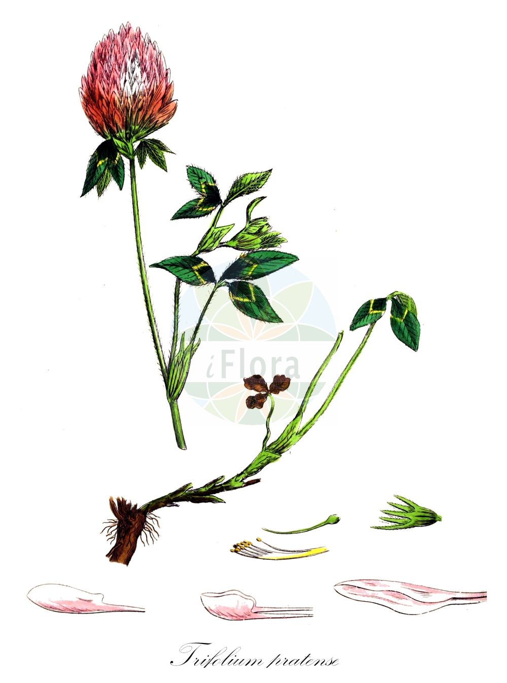 Historische Abbildung von Trifolium pratense (Rot-Klee - Red Clover). Das Bild zeigt Blatt, Bluete, Frucht und Same. ---- Historical Drawing of Trifolium pratense (Rot-Klee - Red Clover). The image is showing leaf, flower, fruit and seed.(Trifolium pratense,Rot-Klee,Red Clover,Trifolium borysthenicum,Trifolium bracteatum,Trifolium lenkoranicum,Trifolium pratense,Trifolium ukrainicum,Rot-Klee,Alpen-Rot-Klee,Strand-Rot-Klee,Red Clover,Purple Clover,Trifolium,Klee,Clover,Fabaceae,Schmetterlingsblütler,Pea family,Blatt,Bluete,Frucht,Same,leaf,flower,fruit,seed,Sowerby (1790-1813))