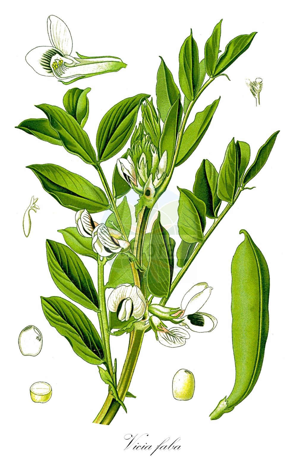 Historische Abbildung von Vicia faba (Acker-Bohne - Broad Bean). ---- Historical Drawing of Vicia faba (Acker-Bohne - Broad Bean).(Vicia faba,Acker-Bohne,Broad Bean,Faba bona,Faba equina,Faba faba,Faba major,Faba minor,Faba sativa,Faba vulgaris,Orobus faba,Vicia esculenta,Vicia faba,Vicia vulgaris,Acker-Bohne,Broad Bean,Horsebean,Faba Bean,Vicia,Wicke,Vetch,Fabaceae,Schmetterlingsblütler,Pea family,Thomé (1885))