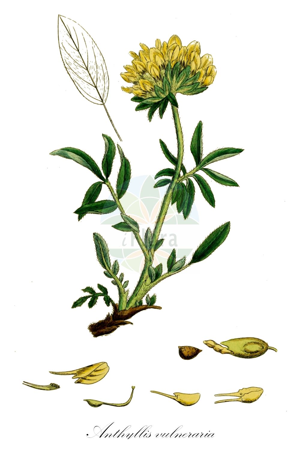 Historische Abbildung von Anthyllis vulneraria (Echter Wundklee - Kidney Vetch). Das Bild zeigt Blatt, Bluete, Frucht und Same. ---- Historical Drawing of Anthyllis vulneraria (Echter Wundklee - Kidney Vetch). The image is showing leaf, flower, fruit and seed.(Anthyllis vulneraria,Echter Wundklee,Kidney Vetch,Anthyllis linnaei,Anthyllis vulneraria,Anthyllis vulneraria subsp. corbierei,Echter Wundklee,Alpen-Wundklee,Gewoehnlicher Wundklee,Karpaten-Wundklee,Steppen-Wundklee,Strand-Wundklee,Kidney Vetch,Common Kidney Vetch,Common Wound Clover,Lady's Fingers,Spring Vetch,Yellow Sand Clover,Anthyllis,Wundklee,Kidneyvetch,Fabaceae,Schmetterlingsblütler,Pea family,Blatt,Bluete,Frucht,Same,leaf,flower,fruit,seed,Sowerby (1790-1813))