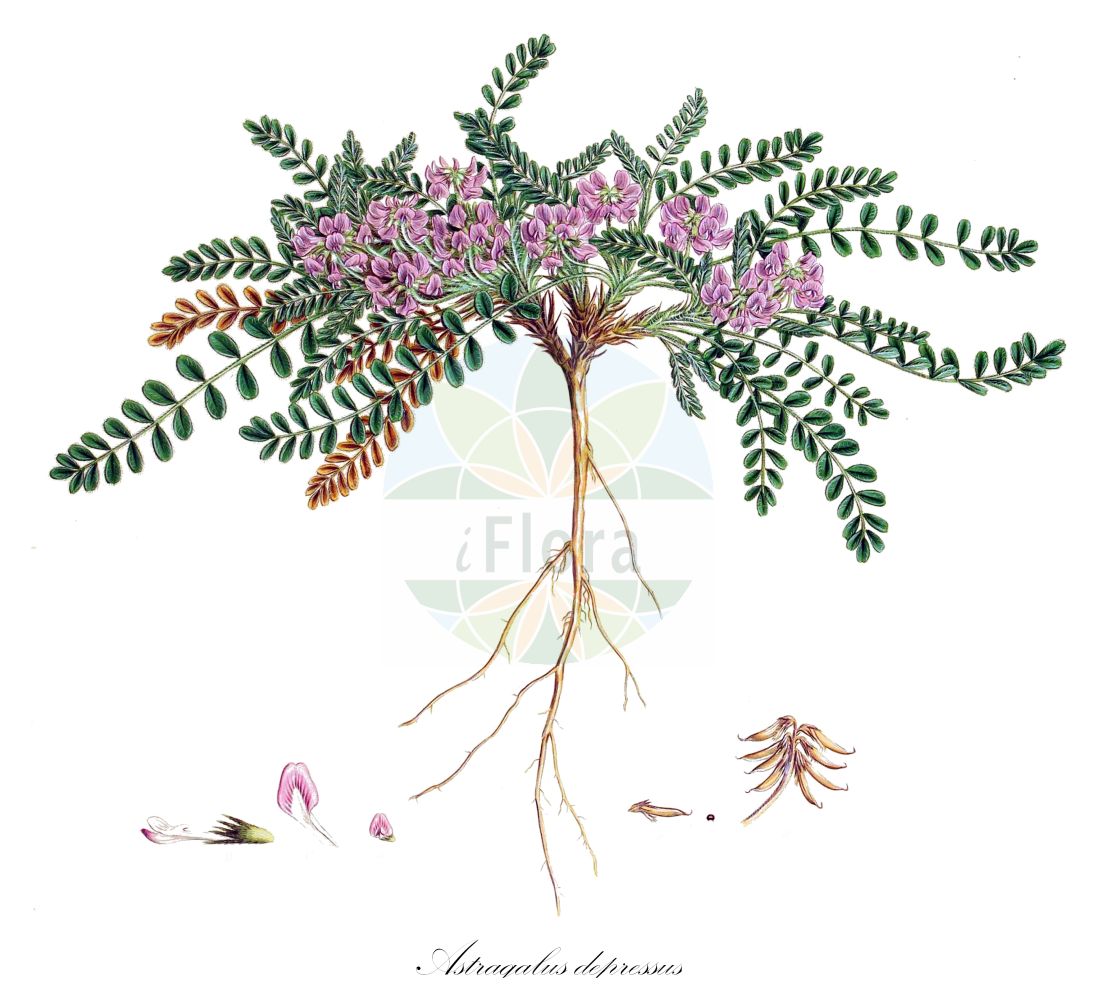 Historische Abbildung von Astragalus depressus. Das Bild zeigt Blatt, Bluete, Frucht und Same. ---- Historical Drawing of Astragalus depressus. The image is showing leaf, flower, fruit and seed.(Astragalus depressus,Astragalus bonannii,Astragalus depressus,Astragalus helminthocarpus,Astragalus leucophaeus,Tragacantha depressa,Astragalus,Tragant,Milkvetch,Fabaceae,Schmetterlingsblütler,Pea family,Blatt,Bluete,Frucht,Same,leaf,flower,fruit,seed,Sibthorp & Smith (1806-1840))