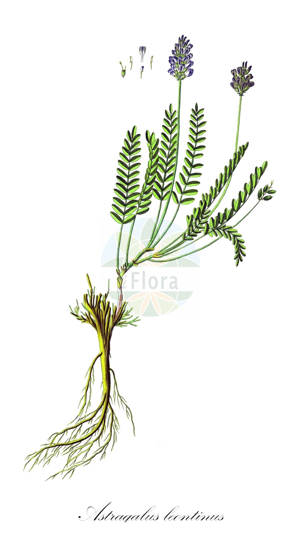 Historische Abbildung von Astragalus leontinus. Das Bild zeigt Blatt, Bluete, Frucht und Same. ---- Historical Drawing of Astragalus leontinus. The image is showing leaf, flower, fruit and seed.(Astragalus leontinus,Astragalus leontinus,Astragalus murrii,Astragalus tauricus,Tragacantha leontina,Tragacantha taurica,Astragalus,Tragant,Milkvetch,Fabaceae,Schmetterlingsblütler,Pea family,Blatt,Bluete,Frucht,Same,leaf,flower,fruit,seed)
