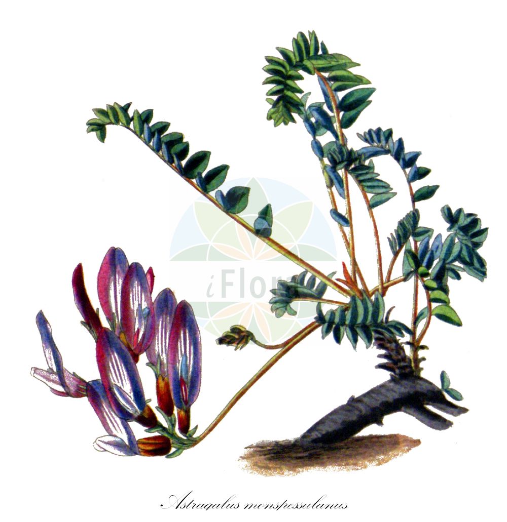 Historische Abbildung von Astragalus monspessulanus. Das Bild zeigt Blatt, Bluete, Frucht und Same. ---- Historical Drawing of Astragalus monspessulanus. The image is showing leaf, flower, fruit and seed.(Astragalus monspessulanus,Astragalus monspessulanus,Astragalus,Tragant,Milkvetch,Fabaceae,Schmetterlingsblütler,Pea family,Blatt,Bluete,Frucht,Same,leaf,flower,fruit,seed,The botanical cabinet (1827f))