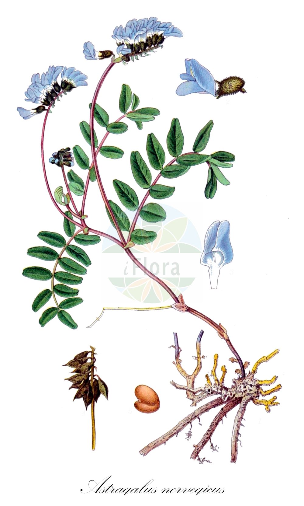 Historische Abbildung von Astragalus norvegicus. Das Bild zeigt Blatt, Bluete, Frucht und Same. ---- Historical Drawing of Astragalus norvegicus. The image is showing leaf, flower, fruit and seed.(Astragalus norvegicus,Astragalus giganteus,Astragalus norvegicus,Astragalus oroboides,Tragacantha lapponica,Astragalus,Tragant,Milkvetch,Fabaceae,Schmetterlingsblütler,Pea family,Blatt,Bluete,Frucht,Same,leaf,flower,fruit,seed,Lindman (1901-1905))