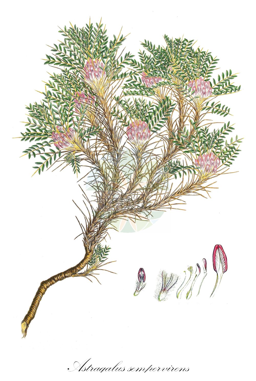 Historische Abbildung von Astragalus sempervirens. Das Bild zeigt Blatt, Bluete, Frucht und Same. ---- Historical Drawing of Astragalus sempervirens. The image is showing leaf, flower, fruit and seed.(Astragalus sempervirens,Astragalus sempervirens,Astragalus,Tragant,Milkvetch,Fabaceae,Schmetterlingsblütler,Pea family,Blatt,Bluete,Frucht,Same,leaf,flower,fruit,seed,Sibthorp & Smith (1806-1840))