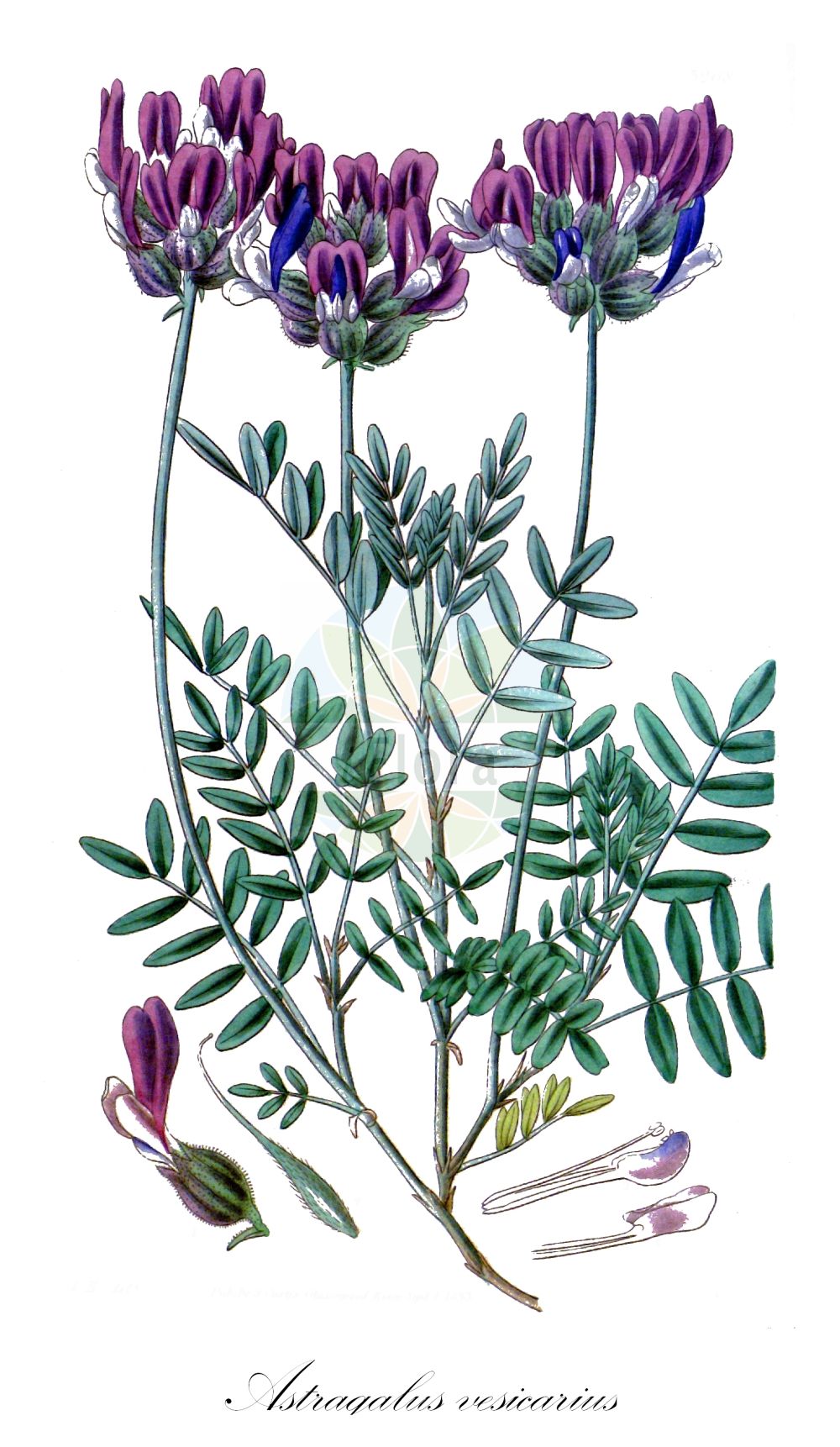 Historische Abbildung von Astragalus vesicarius. Das Bild zeigt Blatt, Bluete, Frucht und Same. ---- Historical Drawing of Astragalus vesicarius. The image is showing leaf, flower, fruit and seed.(Astragalus vesicarius,Astragalus vesicarius,Astragalus,Tragant,Milkvetch,Fabaceae,Schmetterlingsblütler,Pea family,Blatt,Bluete,Frucht,Same,leaf,flower,fruit,seed)
