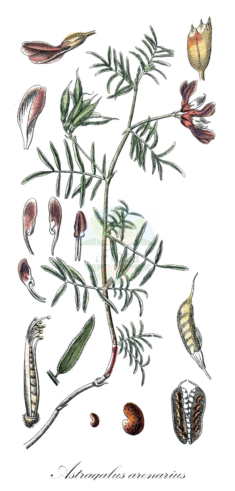 Historische Abbildung von Astragalus arenarius (Sand-Tragant - Sand Milk Vetch). Das Bild zeigt Blatt, Bluete, Frucht und Same. ---- Historical Drawing of Astragalus arenarius (Sand-Tragant - Sand Milk Vetch). The image is showing leaf, flower, fruit and seed.(Astragalus arenarius,Sand-Tragant,Sand Milk Vetch,Astragalus arenarius,Tragacantha arenaria,Sand-Tragant,Sand Milk Vetch,Astragalus,Tragant,Milkvetch,Fabaceae,Schmetterlingsblütler,Pea family,Blatt,Bluete,Frucht,Same,leaf,flower,fruit,seed,Sturm (1796f))