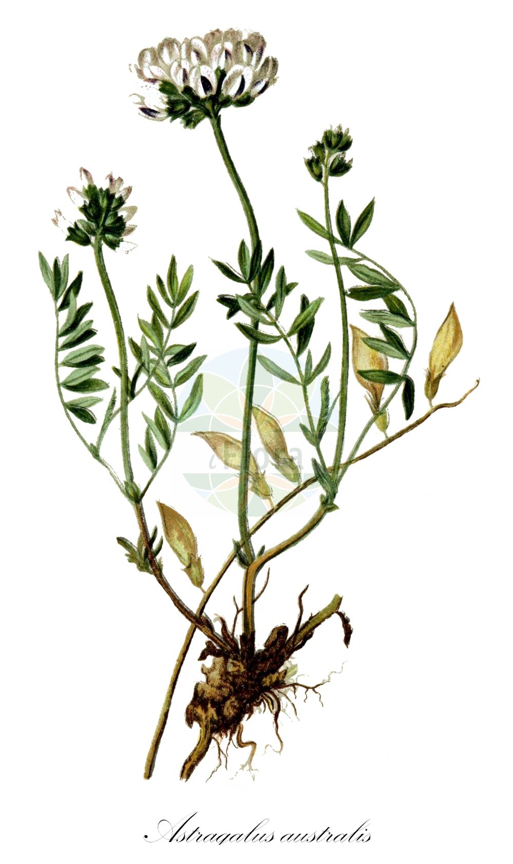 Historische Abbildung von Astragalus australis (Südlicher Tragant - Southern Milk Vetch). Das Bild zeigt Blatt, Bluete, Frucht und Same. ---- Historical Drawing of Astragalus australis (Südlicher Tragant - Southern Milk Vetch). The image is showing leaf, flower, fruit and seed.(Astragalus australis,Südlicher Tragant,Southern Milk Vetch,Astragalus australis,Astragalus gerardii,Astragalus helveticus,Astragalus krajinae,Colutea australis,Colutea glabra,Phaca australis,Phaca gerardii,Phaca glabra,Phaca halleri,Suedlicher Tragant,Schweizer Tragant,Southern Milk Vetch,Indian Milkvetch,Astragalus,Tragant,Milkvetch,Fabaceae,Schmetterlingsblütler,Pea family,Blatt,Bluete,Frucht,Same,leaf,flower,fruit,seed,Hartinger & von Dalla Torre (1806f))