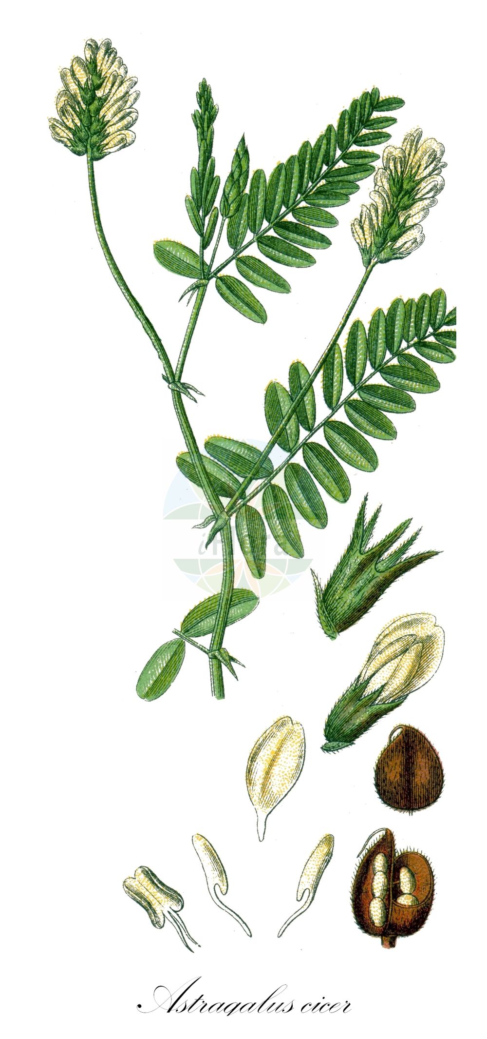 Historische Abbildung von Astragalus cicer (Kicher-Tragant - Chick-pea Milk-Vetch). Das Bild zeigt Blatt, Bluete, Frucht und Same. ---- Historical Drawing of Astragalus cicer (Kicher-Tragant - Chick-pea Milk-Vetch). The image is showing leaf, flower, fruit and seed.(Astragalus cicer,Kicher-Tragant,Chick-pea Milk-Vetch,Astragalus cicer,Astragalus microphyllus,Astragalus mucronatus,Astragalus pseudo-cicer,Astragalus vesicarius,Cystium cicer,Glaux astragaloides,Tragacantha cicer,Kicher-Tragant,Chick-pea Milk-Vetch,Cicer Milkvetch,Mountain Chick Pea,Wild Lentil,Astragalus,Tragant,Milkvetch,Fabaceae,Schmetterlingsblütler,Pea family,Blatt,Bluete,Frucht,Same,leaf,flower,fruit,seed,Sturm (1796f))