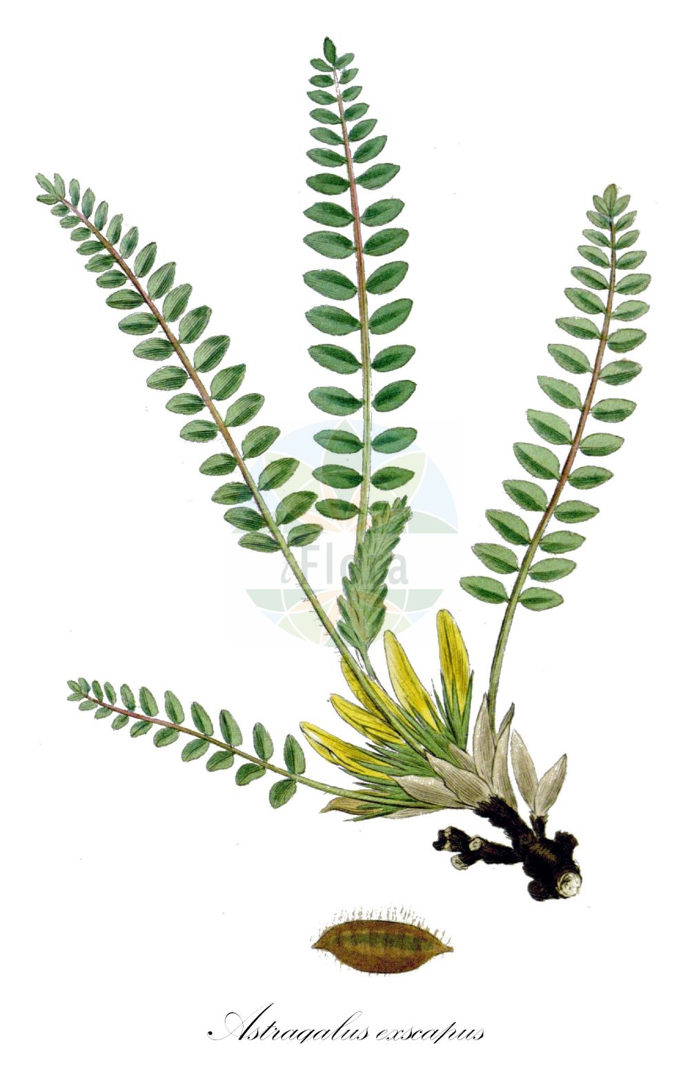 Historische Abbildung von Astragalus exscapus (Stängelloser Tragant - Stemless Milk Vetch). Das Bild zeigt Blatt, Bluete, Frucht und Same. ---- Historical Drawing of Astragalus exscapus (Stängelloser Tragant - Stemless Milk Vetch). The image is showing leaf, flower, fruit and seed.(Astragalus exscapus,Stängelloser Tragant,Stemless Milk Vetch,Astragalus exscapus,Staengelloser Tragant,Stengelloser Tragant,Stemless Milk Vetch,Astragalus,Tragant,Milkvetch,Fabaceae,Schmetterlingsblütler,Pea family,Blatt,Bluete,Frucht,Same,leaf,flower,fruit,seed,Woodville (1790-1794))