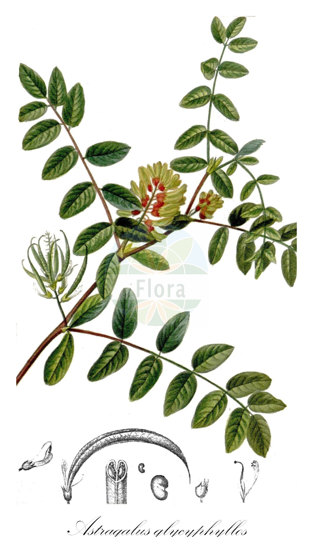Historische Abbildung von Astragalus glycyphyllos (Bärenschote - Wild Liquorice). Das Bild zeigt Blatt, Bluete, Frucht und Same. ---- Historical Drawing of Astragalus glycyphyllos (Bärenschote - Wild Liquorice). The image is showing leaf, flower, fruit and seed.(Astragalus glycyphyllos,Bärenschote,Wild Liquorice,Astragalus glycyphyllos,Hamosa glycyphyllos,Hedyphylla glycyphylla,Hedyphylla vulgaris,Baerenschote,Wild Liquorice,Fitsroot,Licorice Milkvetch,Milk Vetch,Sweet Milk Vetch,Wild Licorice,Astragalus,Tragant,Milkvetch,Fabaceae,Schmetterlingsblütler,Pea family,Blatt,Bluete,Frucht,Same,leaf,flower,fruit,seed,Chaumeton (1814f))