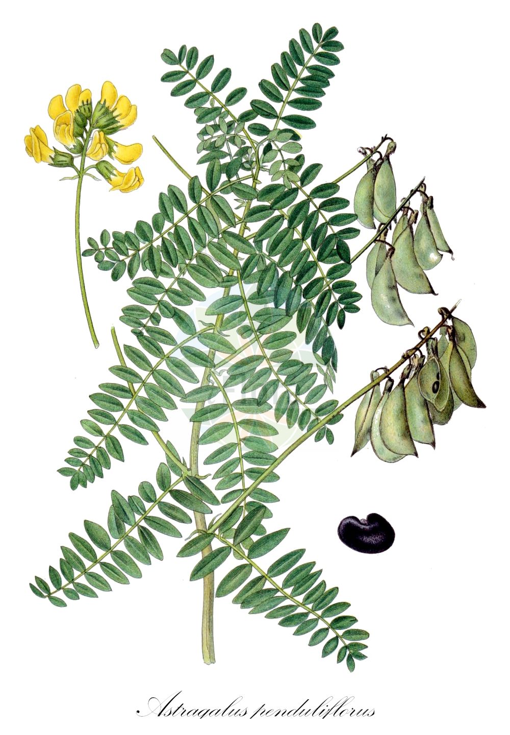 Historische Abbildung von Astragalus penduliflorus (Blasen-Tragant - Mountain Lentil). Das Bild zeigt Blatt, Bluete, Frucht und Same. ---- Historical Drawing of Astragalus penduliflorus (Blasen-Tragant - Mountain Lentil). The image is showing leaf, flower, fruit and seed.(Astragalus penduliflorus,Blasen-Tragant,Mountain Lentil,Astragalus penduliflorus,Colutea alpina,Phaca penduliflora,Blasen-Tragant,Alpenlinse,Haengeblueten-Tragant,Haengebluetiger Tragant,Mountain Lentil,Astragalus,Tragant,Milkvetch,Fabaceae,Schmetterlingsblütler,Pea family,Blatt,Bluete,Frucht,Same,leaf,flower,fruit,seed,Lindman (1901-1905))