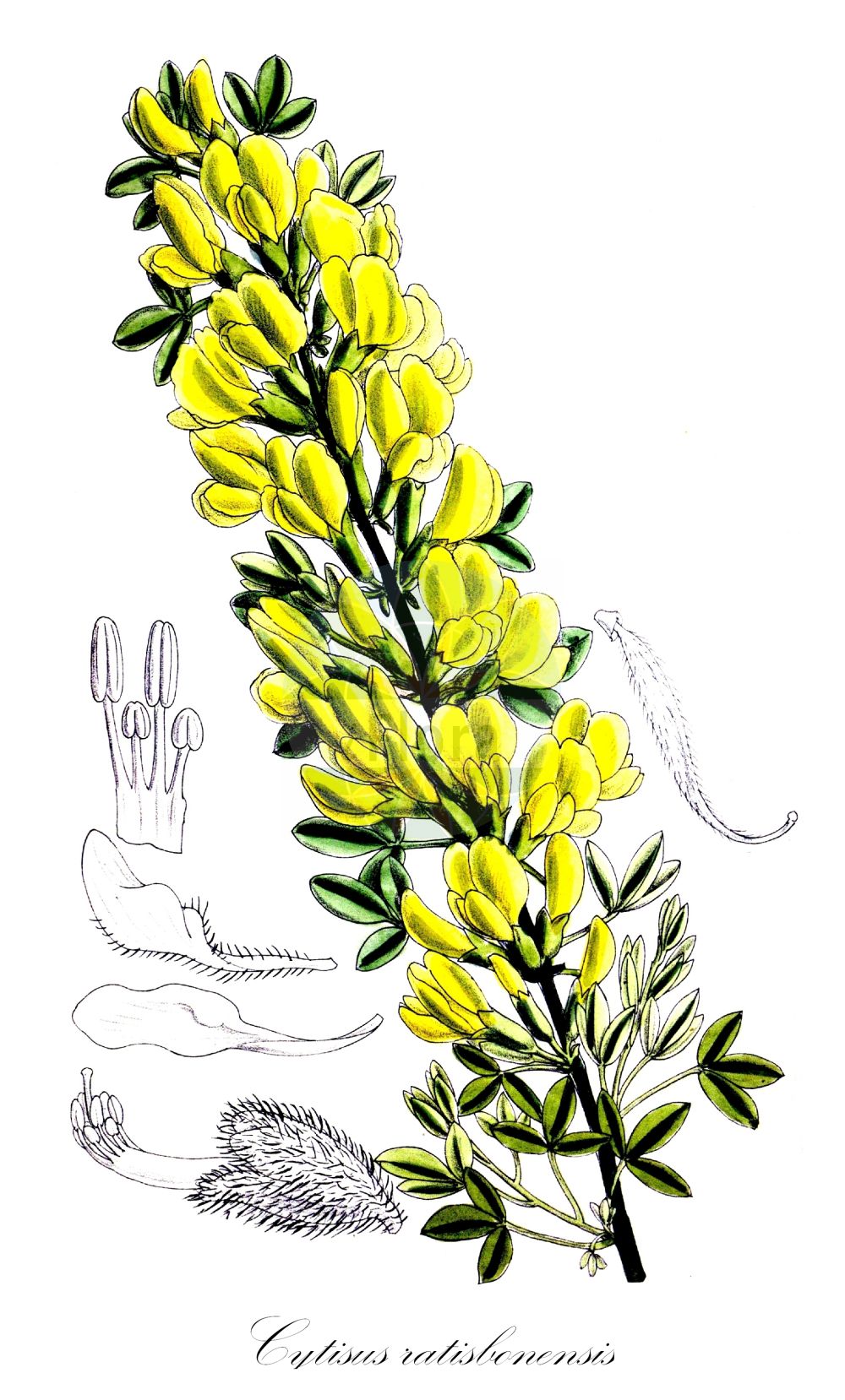 Historische Abbildung von Cytisus ratisbonensis (Regensburger Geißklee - Eastern Dwarf Broom). Das Bild zeigt Blatt, Bluete, Frucht und Same. ---- Historical Drawing of Cytisus ratisbonensis (Regensburger Geißklee - Eastern Dwarf Broom). The image is showing leaf, flower, fruit and seed.(Cytisus ratisbonensis,Regensburger Geißklee,Eastern Dwarf Broom,Chamaecytisus ratisbonensis,Cytisus biflorus,Cytisus lithuanicus,Cytisus pubescens,Cytisus ratisbonensis,Regensburger Geissklee,Eastern Dwarf Broom,Cytisus,Geißklee,Broom,Fabaceae,Schmetterlingsblütler,Pea family,Blatt,Bluete,Frucht,Same,leaf,flower,fruit,seed)