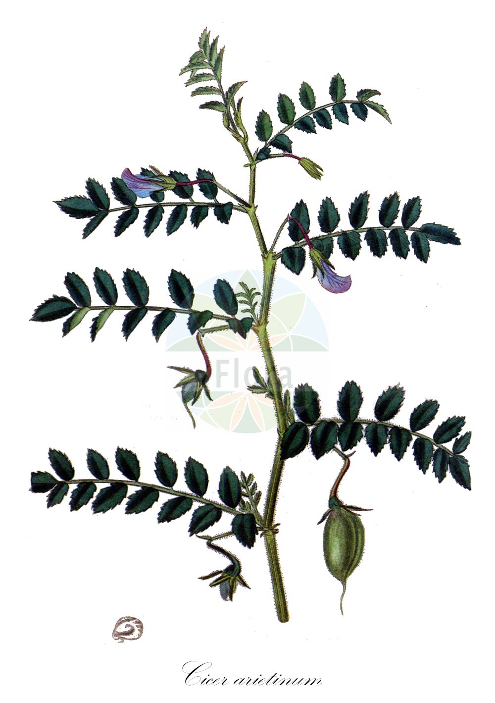 Historische Abbildung von Cicer arietinum (Chick Pea). Das Bild zeigt Blatt, Bluete, Frucht und Same. ---- Historical Drawing of Cicer arietinum (Chick Pea). The image is showing leaf, flower, fruit and seed.(Cicer arietinum,Chick Pea,Cicer album,Cicer arietinum,Cicer edessanum,Cicer grossum,Cicer nigrum,Cicer physodes,Cicer rotundum,Cicer sativum,Cicer sintenisii,Ononis crotalarioides,Cicer,Fabaceae,Schmetterlingsblütler,Pea family,Blatt,Bluete,Frucht,Same,leaf,flower,fruit,seed,Curtis Botanical Magazine (1787f))
