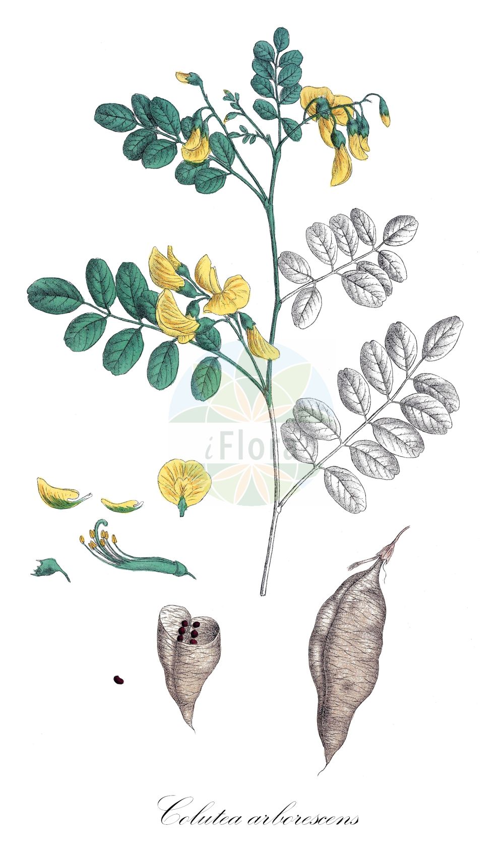 Historische Abbildung von Colutea arborescens (Gelber Blasenstrauch - Bladder-senna). Das Bild zeigt Blatt, Bluete, Frucht und Same. ---- Historical Drawing of Colutea arborescens (Gelber Blasenstrauch - Bladder-senna). The image is showing leaf, flower, fruit and seed.(Colutea arborescens,Gelber Blasenstrauch,Bladder-senna,Colutea arborescens,Gelber Blasenstrauch,Blasenstrauch,Gewoehnlicher Blasenstrauch,Bladder-senna,Bastard Senna,Common Bladder Senna,Colutea,Blasenstrauch,Fabaceae,Schmetterlingsblütler,Pea family,Blatt,Bluete,Frucht,Same,leaf,flower,fruit,seed,Krebs (1826-1832))