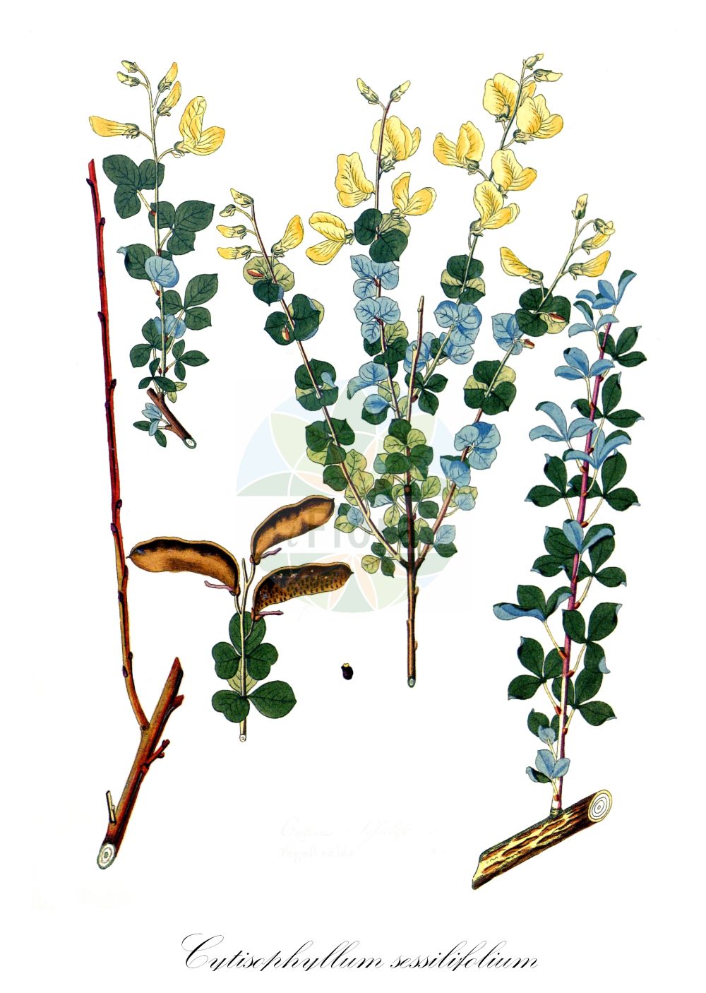 Historische Abbildung von Cytisophyllum sessilifolium. Das Bild zeigt Blatt, Bluete, Frucht und Same. ---- Historical Drawing of Cytisophyllum sessilifolium. The image is showing leaf, flower, fruit and seed.(Cytisophyllum sessilifolium,Cytisophyllum sessilifolium,Cytisophyllum sessilifolius,Cytisus sessilifolius,Cytisophyllum,Fabaceae,Schmetterlingsblütler,Pea family,Blatt,Bluete,Frucht,Same,leaf,flower,fruit,seed,Krauss (1802f))