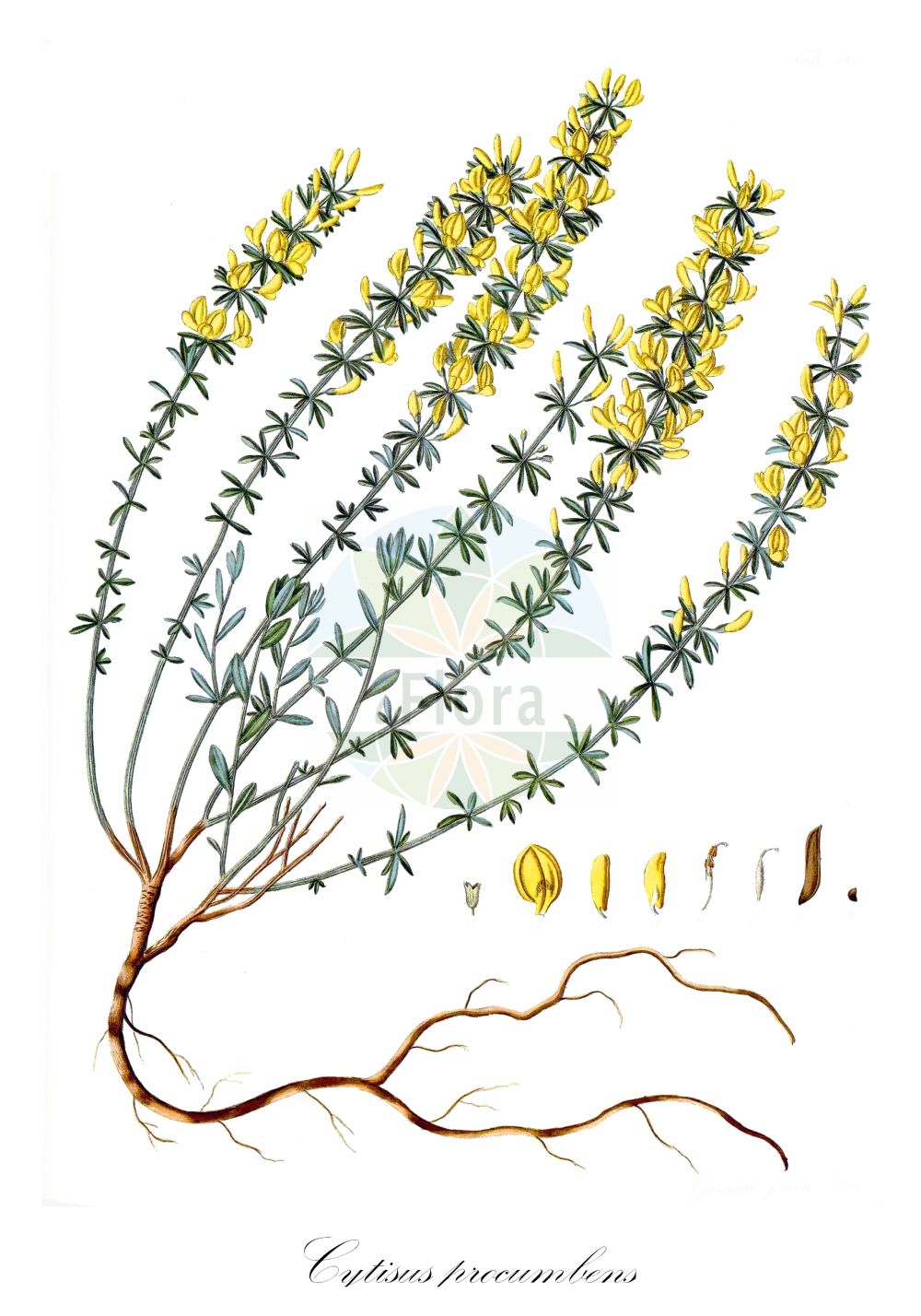 Historische Abbildung von Cytisus procumbens. Das Bild zeigt Blatt, Bluete, Frucht und Same. ---- Historical Drawing of Cytisus procumbens. The image is showing leaf, flower, fruit and seed.(Cytisus procumbens,Corothamnus procumbens,Cytisus procumbens,Genista procumbens,Cytisus,Geißklee,Broom,Fabaceae,Schmetterlingsblütler,Pea family,Blatt,Bluete,Frucht,Same,leaf,flower,fruit,seed,Waldstein-Wartenberg & Kitaibel (1799-1812))