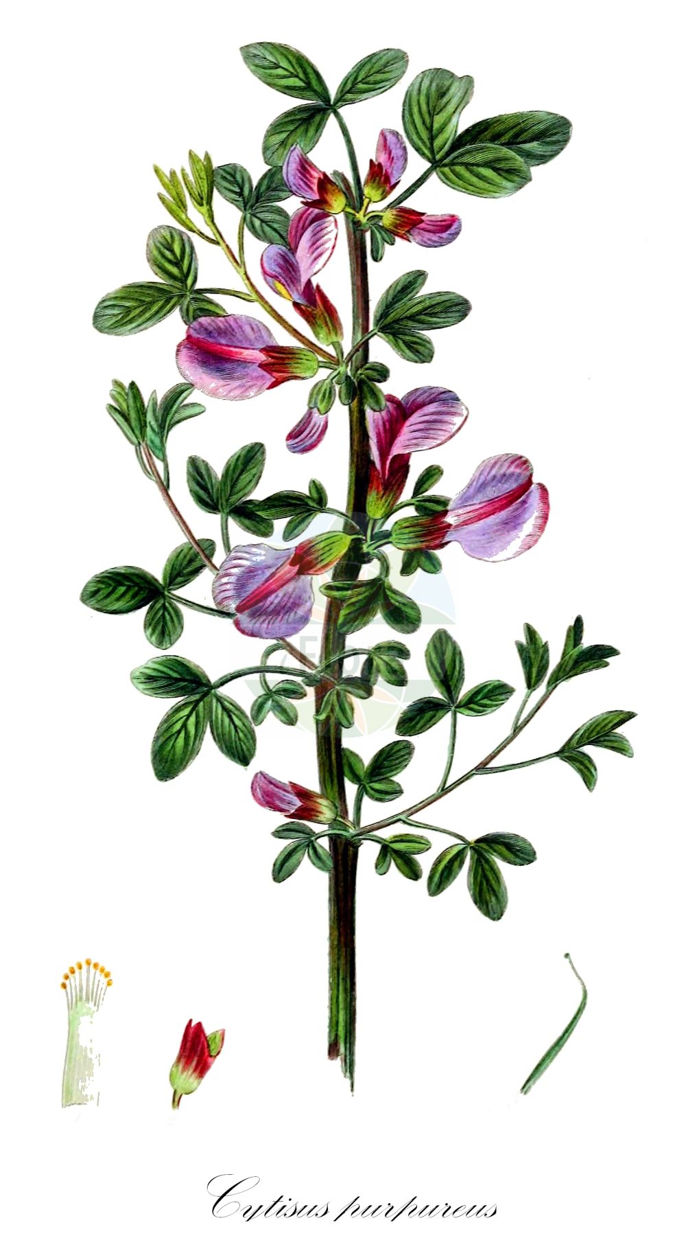 Historische Abbildung von Cytisus purpureus. Das Bild zeigt Blatt, Bluete, Frucht und Same. ---- Historical Drawing of Cytisus purpureus. The image is showing leaf, flower, fruit and seed.(Cytisus purpureus,Chamaecytisus purpureus,Cytisus purpureus,Cytisus,Geißklee,Broom,Fabaceae,Schmetterlingsblütler,Pea family,Blatt,Bluete,Frucht,Same,leaf,flower,fruit,seed)