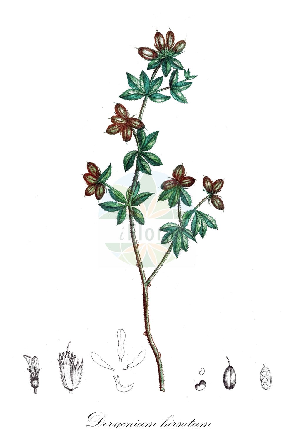 Historische Abbildung von Dorycnium hirsutum (Behaarter Backenklee - Canary Clover). Das Bild zeigt Blatt, Bluete, Frucht und Same. ---- Historical Drawing of Dorycnium hirsutum (Behaarter Backenklee - Canary Clover). The image is showing leaf, flower, fruit and seed.(Dorycnium hirsutum,Behaarter Backenklee,Canary Clover,Bonjeanea hirsuta,Dorycnium hirsutum,Lotus hirsutus,Behaarter Backenklee,Canary Clover,Hairy Canary-clover,Dorycnium,Backenklee,Clover,Fabaceae,Schmetterlingsblütler,Pea family,Blatt,Bluete,Frucht,Same,leaf,flower,fruit,seed,de Saint-Hilaire (1824a))