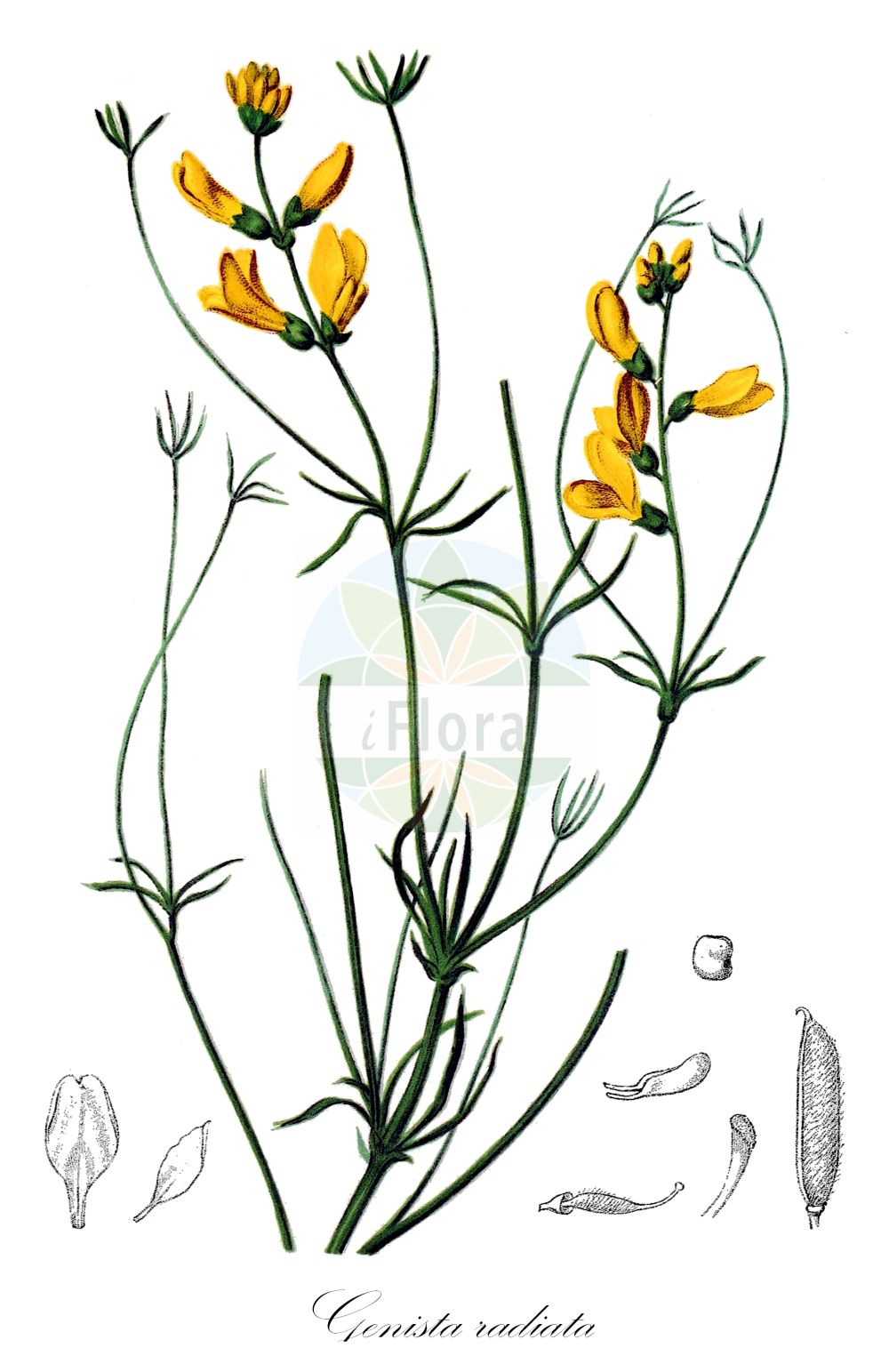 Historische Abbildung von Genista radiata. Das Bild zeigt Blatt, Bluete, Frucht und Same. ---- Historical Drawing of Genista radiata. The image is showing leaf, flower, fruit and seed.(Genista radiata,Cytisanthus radiatus,Cytisus radiatus,Genista radiata,Genista,Ginster,Broom,Fabaceae,Schmetterlingsblütler,Pea family,Blatt,Bluete,Frucht,Same,leaf,flower,fruit,seed,Hartinger & von Dalla Torre (1806f))