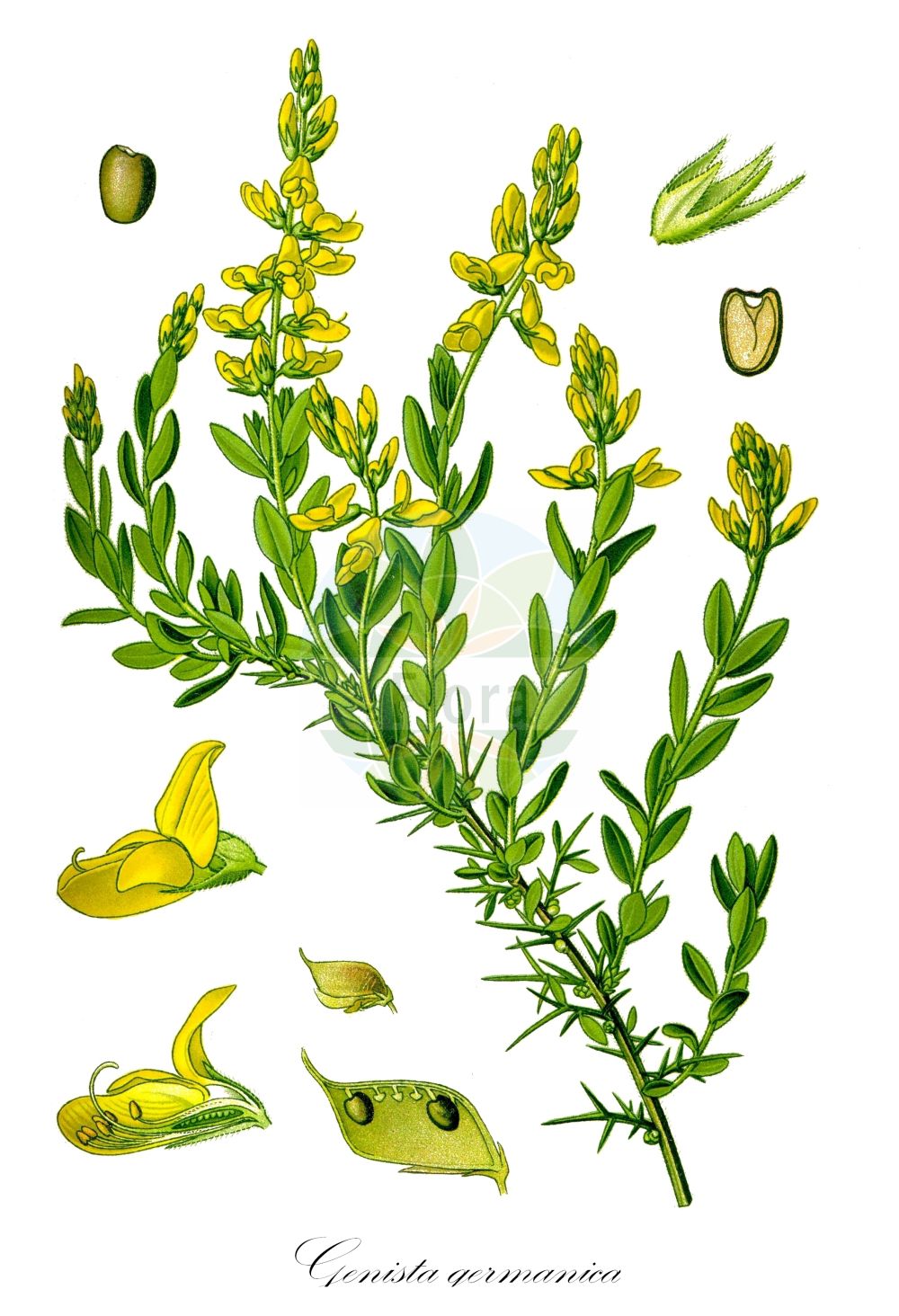Historische Abbildung von Genista germanica (Deutscher Ginster - German Greenweed). Das Bild zeigt Blatt, Bluete, Frucht und Same. ---- Historical Drawing of Genista germanica (Deutscher Ginster - German Greenweed). The image is showing leaf, flower, fruit and seed.(Genista germanica,Deutscher Ginster,German Greenweed,Cytisus germanica,Genista germanica,Genista heterocantha,Genista spinosa,Scorpius spinosa,Voglera germanica,Voglera spinosa,Deutscher Ginster,German Greenweed,Cat Whin,German Broom,Spiny Furze,Genista,Ginster,Broom,Fabaceae,Schmetterlingsblütler,Pea family,Blatt,Bluete,Frucht,Same,leaf,flower,fruit,seed,Thomé (1885))