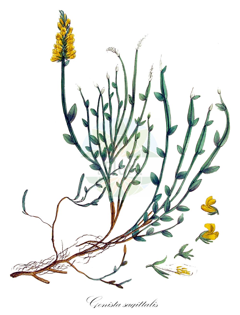 Historische Abbildung von Genista sagittalis (Gewöhnlicher Flügelginster - Winged Greenweed). Das Bild zeigt Blatt, Bluete, Frucht und Same. ---- Historical Drawing of Genista sagittalis (Gewöhnlicher Flügelginster - Winged Greenweed). The image is showing leaf, flower, fruit and seed.(Genista sagittalis,Gewöhnlicher Flügelginster,Winged Greenweed,Chamaespartium sagittale,Cytisus sagittalis,Genista delphinensis,Genista sagittalis,Genistella sagittalis,Genistella sagittalis (L.) Gams,Pterospartum sagittale,Gewoehnlicher Fluegelginster,Erdpfriemen,Fluegelginster,Ramsele,Winged Greenweed,Pennate Greenweed,Winged Broom,Genista,Ginster,Broom,Fabaceae,Schmetterlingsblütler,Pea family,Blatt,Bluete,Frucht,Same,leaf,flower,fruit,seed,Kops (1800-1934))