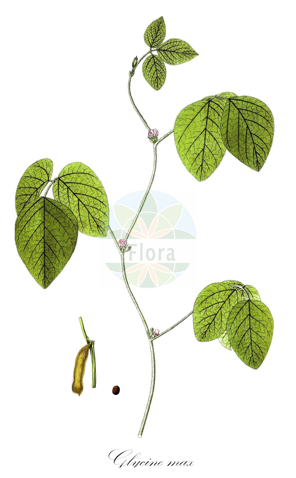 Historische Abbildung von Glycine max. Das Bild zeigt Blatt, Bluete, Frucht und Same. ---- Historical Drawing of Glycine max. The image is showing leaf, flower, fruit and seed.(Glycine max,Dolichos soja,Glycine angustifolia,Glycine gracilis,Glycine hispida,Glycine max,Phalseolus max,Phaseolus max,Soja angustifolia,Soja hispida,Soja japonica,Soja max,Soja soja,Soja viridis,Glycine,Fabaceae,Schmetterlingsblütler,Pea family,Blatt,Bluete,Frucht,Same,leaf,flower,fruit,seed)