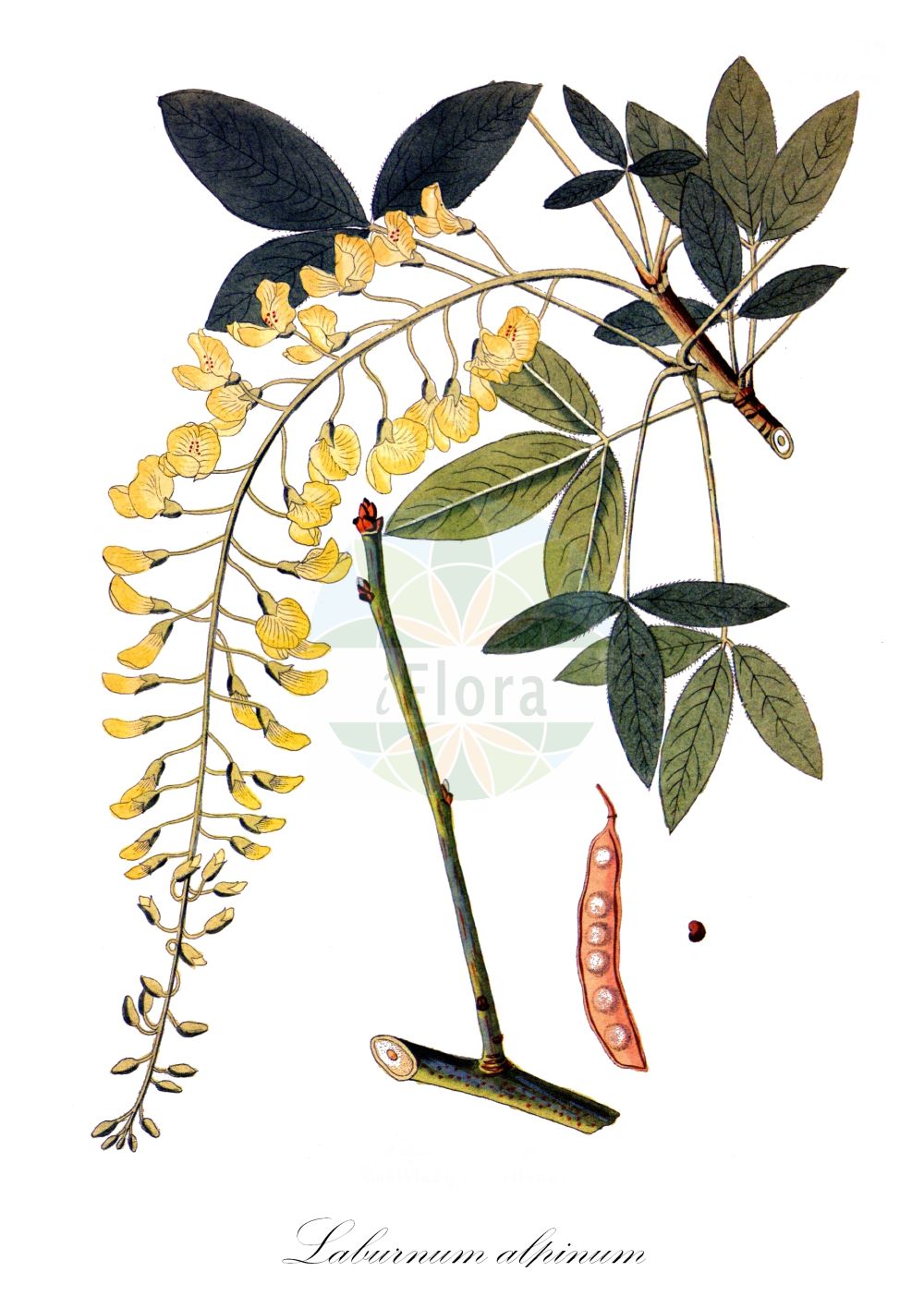 Historische Abbildung von Laburnum alpinum (Scottish Laburnum). Das Bild zeigt Blatt, Bluete, Frucht und Same. ---- Historical Drawing of Laburnum alpinum (Scottish Laburnum). The image is showing leaf, flower, fruit and seed.(Laburnum alpinum,Scottish Laburnum,Cytisus alpinus,Laburnum alpinum,Laburnum,Goldregen,Golden Chain,Fabaceae,Schmetterlingsblütler,Pea family,Blatt,Bluete,Frucht,Same,leaf,flower,fruit,seed,Krauss (1802f))