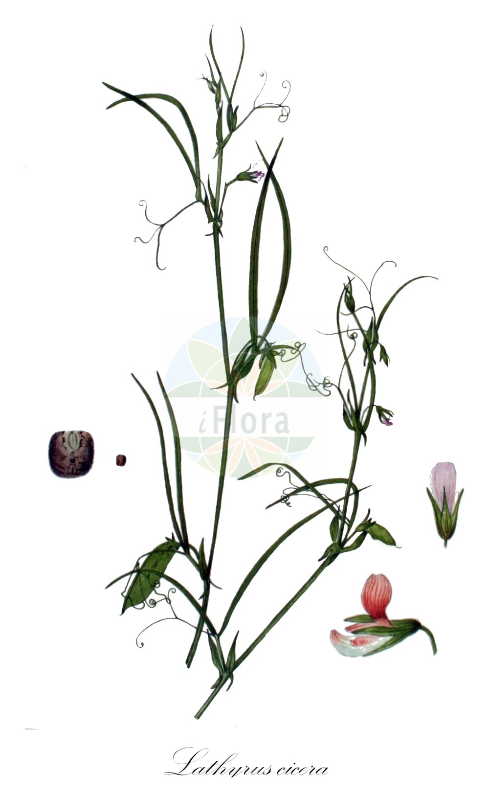 Historische Abbildung von Lathyrus cicera. Das Bild zeigt Blatt, Bluete, Frucht und Same. ---- Historical Drawing of Lathyrus cicera. The image is showing leaf, flower, fruit and seed.(Lathyrus cicera,Lathyrus aegaeus,Lathyrus cicera,Lathyrus,Platterbse,Pea,Fabaceae,Schmetterlingsblütler,Pea family,Blatt,Bluete,Frucht,Same,leaf,flower,fruit,seed,Kops (1800-1934))