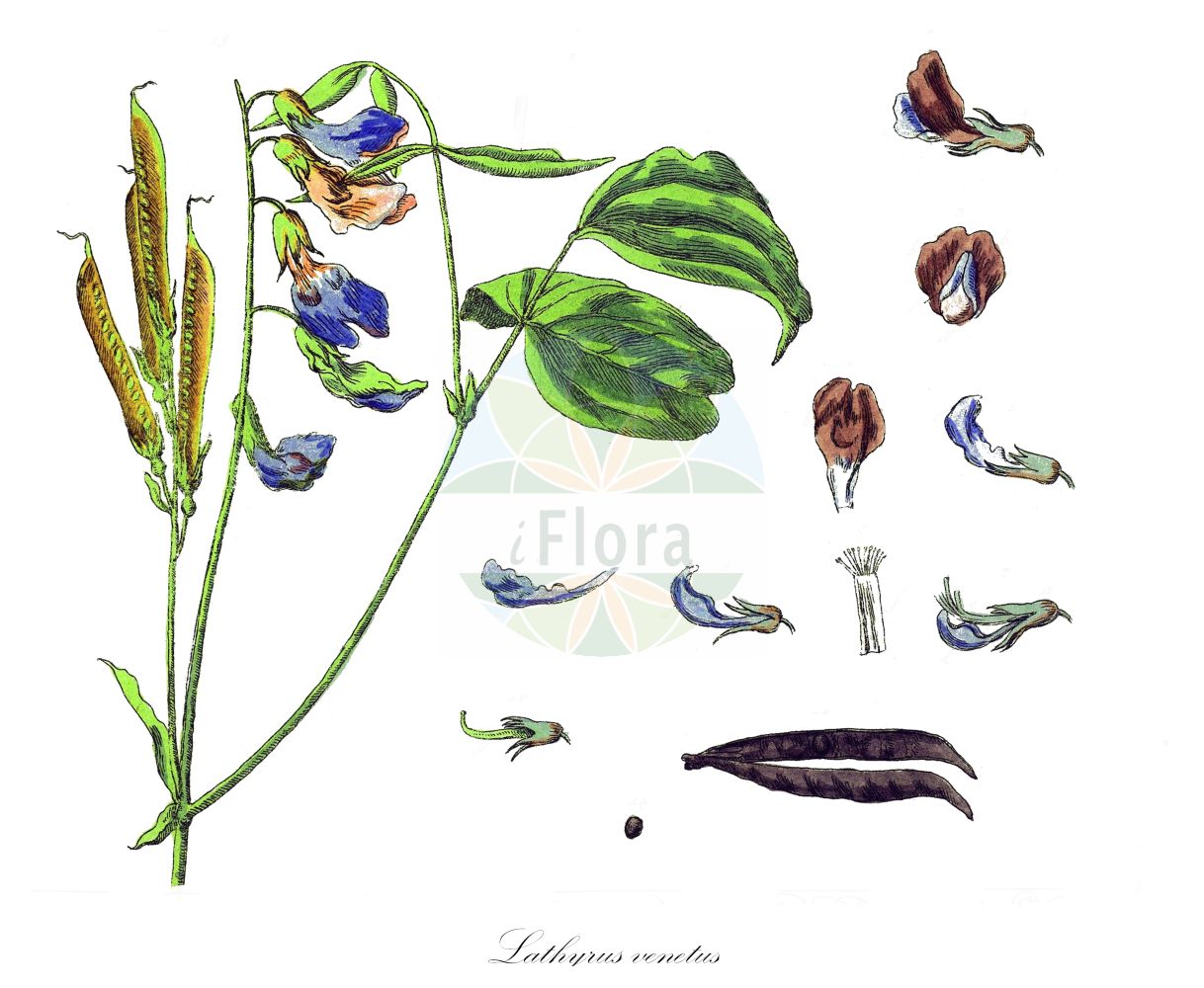 Historische Abbildung von Lathyrus venetus. Das Bild zeigt Blatt, Bluete, Frucht und Same. ---- Historical Drawing of Lathyrus venetus. The image is showing leaf, flower, fruit and seed.(Lathyrus venetus,Lathyrus variegatus,Lathyrus venetus,Orobus variegatus,Orobus venetus,Lathyrus,Platterbse,Pea,Fabaceae,Schmetterlingsblütler,Pea family,Blatt,Bluete,Frucht,Same,leaf,flower,fruit,seed,Blackwell (1750-1773))