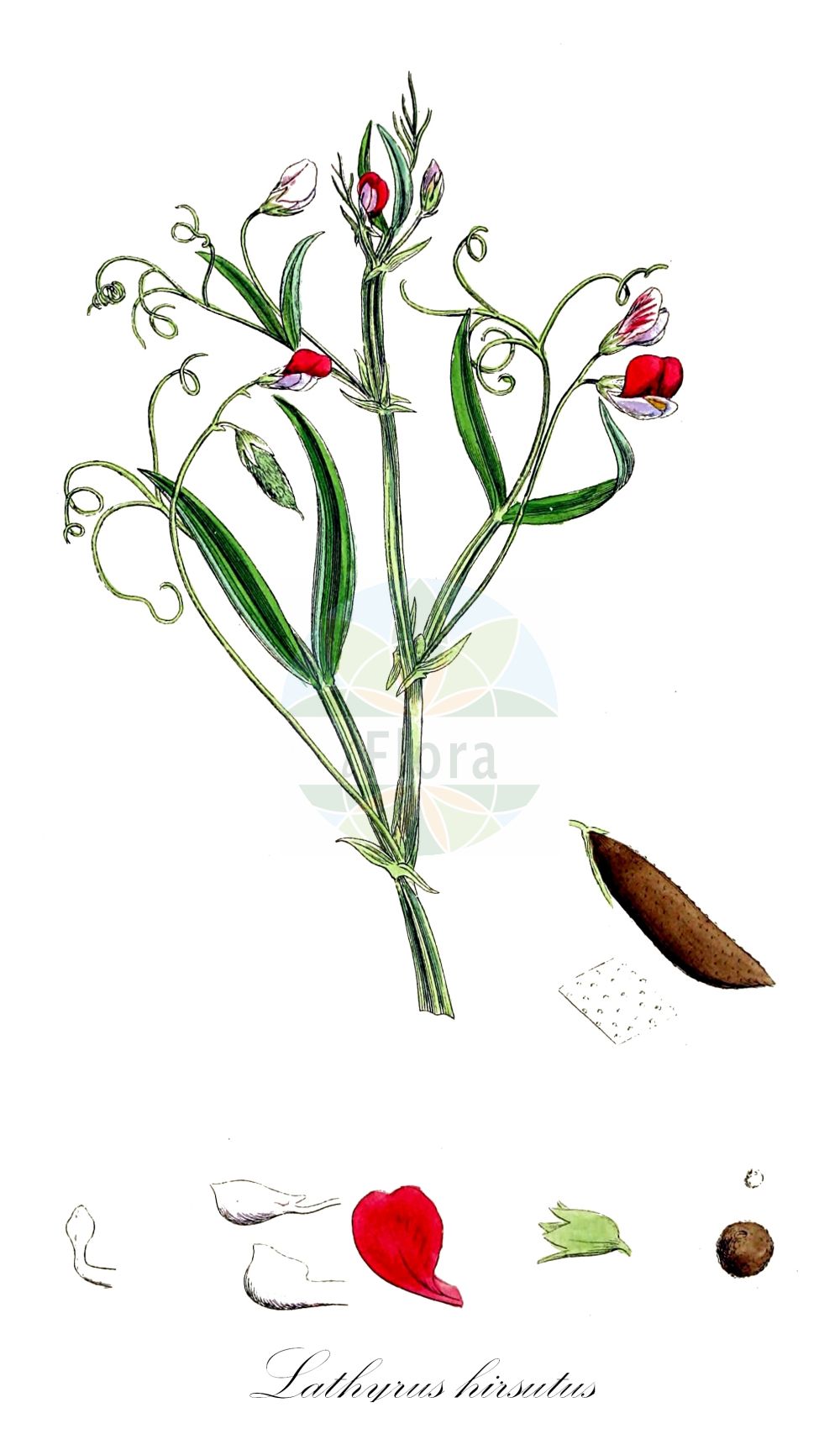 Historische Abbildung von Lathyrus hirsutus (Behaarte Platterbse - Hairy Vetchling). Das Bild zeigt Blatt, Bluete, Frucht und Same. ---- Historical Drawing of Lathyrus hirsutus (Behaarte Platterbse - Hairy Vetchling). The image is showing leaf, flower, fruit and seed.(Lathyrus hirsutus,Behaarte Platterbse,Hairy Vetchling,Lathyrus hirsutus,Behaarte Platterbse,Haarfrucht-Platterbse,Rauhaarige Platterbse,Hairy Vetchling,Caley Pea,Rough Pea,Rough Pea Vine,Singletary Pea,Lathyrus,Platterbse,Pea,Fabaceae,Schmetterlingsblütler,Pea family,Blatt,Bluete,Frucht,Same,leaf,flower,fruit,seed,Sowerby (1790-1813))