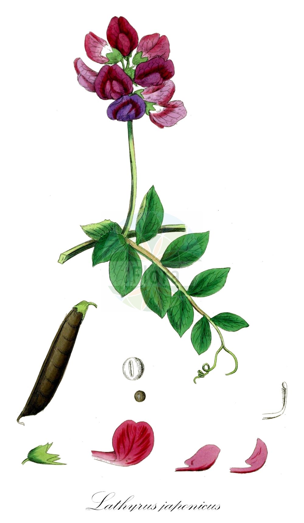 Historische Abbildung von Lathyrus japonicus (Strand-Platterbse - Sea Pea). Das Bild zeigt Blatt, Bluete, Frucht und Same. ---- Historical Drawing of Lathyrus japonicus (Strand-Platterbse - Sea Pea). The image is showing leaf, flower, fruit and seed.(Lathyrus japonicus,Strand-Platterbse,Sea Pea,Lathyrus aleuticus,Lathyrus japonicus,Lathyrus maritimus var. aleuticus,Strand-Platterbse,Japanische Platterbse,Sea Pea,Beach Pea,Lathyrus,Platterbse,Pea,Fabaceae,Schmetterlingsblütler,Pea family,Blatt,Bluete,Frucht,Same,leaf,flower,fruit,seed,Sowerby (1790-1813))