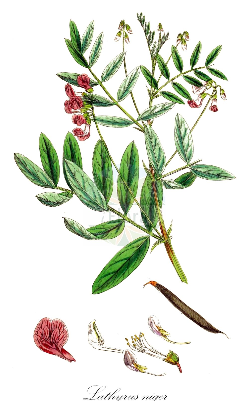Historische Abbildung von Lathyrus niger (Schwarzwerdende Platterbse - Black Pea). Das Bild zeigt Blatt, Bluete, Frucht und Same. ---- Historical Drawing of Lathyrus niger (Schwarzwerdende Platterbse - Black Pea). The image is showing leaf, flower, fruit and seed.(Lathyrus niger,Schwarzwerdende Platterbse,Black Pea,Lathyrus niger,Orobus niger,Schwarzwerdende Platterbse,Dunkle Platterbse,Schwarze Platterbse,Black Pea,Lathyrus,Platterbse,Pea,Fabaceae,Schmetterlingsblütler,Pea family,Blatt,Bluete,Frucht,Same,leaf,flower,fruit,seed,Sowerby (1790-1813))