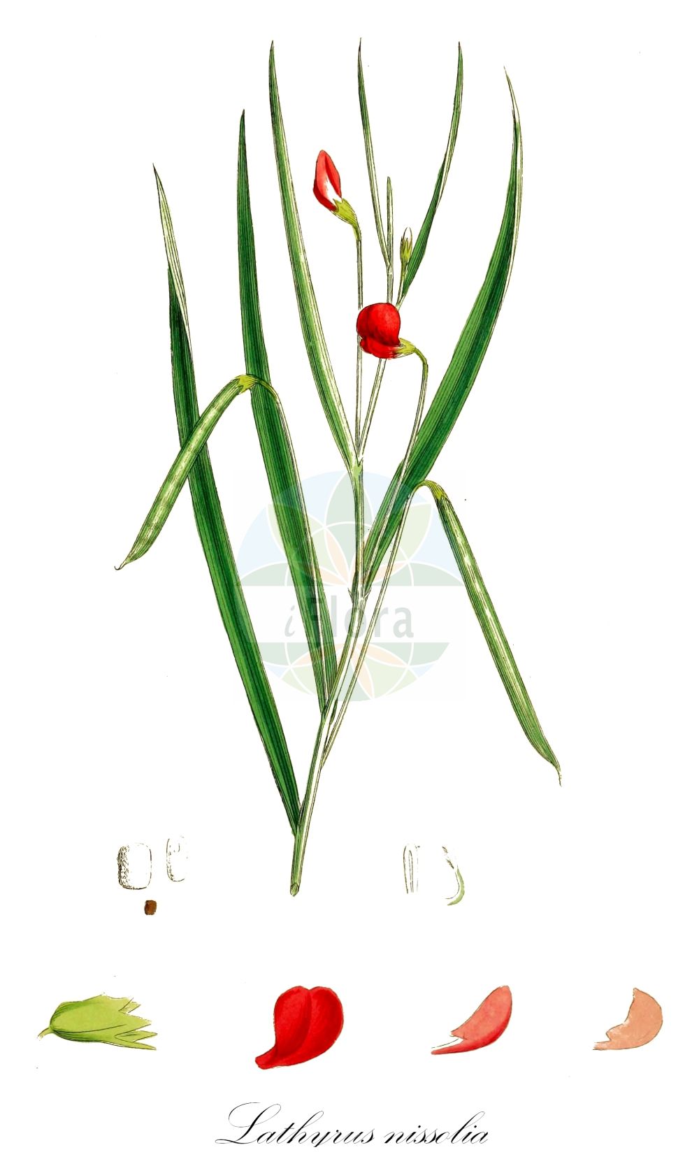Historische Abbildung von Lathyrus nissolia (Gras-Platterbse - Grass Vetchling). Das Bild zeigt Blatt, Bluete, Frucht und Same. ---- Historical Drawing of Lathyrus nissolia (Gras-Platterbse - Grass Vetchling). The image is showing leaf, flower, fruit and seed.(Lathyrus nissolia,Gras-Platterbse,Grass Vetchling,Lathyrus nissolia,Orobus nissolia,Gras-Platterbse,Blattlose Platterbse,Grass Vetchling,Grass Pea,Lathyrus,Platterbse,Pea,Fabaceae,Schmetterlingsblütler,Pea family,Blatt,Bluete,Frucht,Same,leaf,flower,fruit,seed,Sowerby (1790-1813))