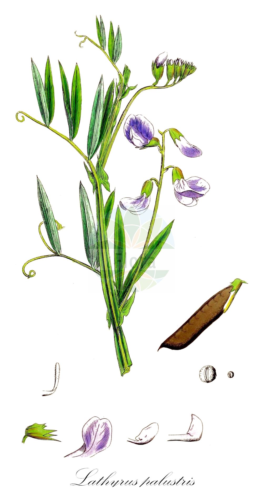 Historische Abbildung von Lathyrus palustris (Sumpf-Platterbse - Marsh Pea). Das Bild zeigt Blatt, Bluete, Frucht und Same. ---- Historical Drawing of Lathyrus palustris (Sumpf-Platterbse - Marsh Pea). The image is showing leaf, flower, fruit and seed.(Lathyrus palustris,Sumpf-Platterbse,Marsh Pea,Lathyrus macranthus,Lathyrus myrtifolius,Lathyrus occidentalis,Lathyrus palustris,Lathyrus pilosus,Orobus myrtifolius,Sumpf-Platterbse,Marsh Pea,Blue Marsh Vetchling,Marsh Pea Vine,Lathyrus,Platterbse,Pea,Fabaceae,Schmetterlingsblütler,Pea family,Blatt,Bluete,Frucht,Same,leaf,flower,fruit,seed,Sowerby (1790-1813))