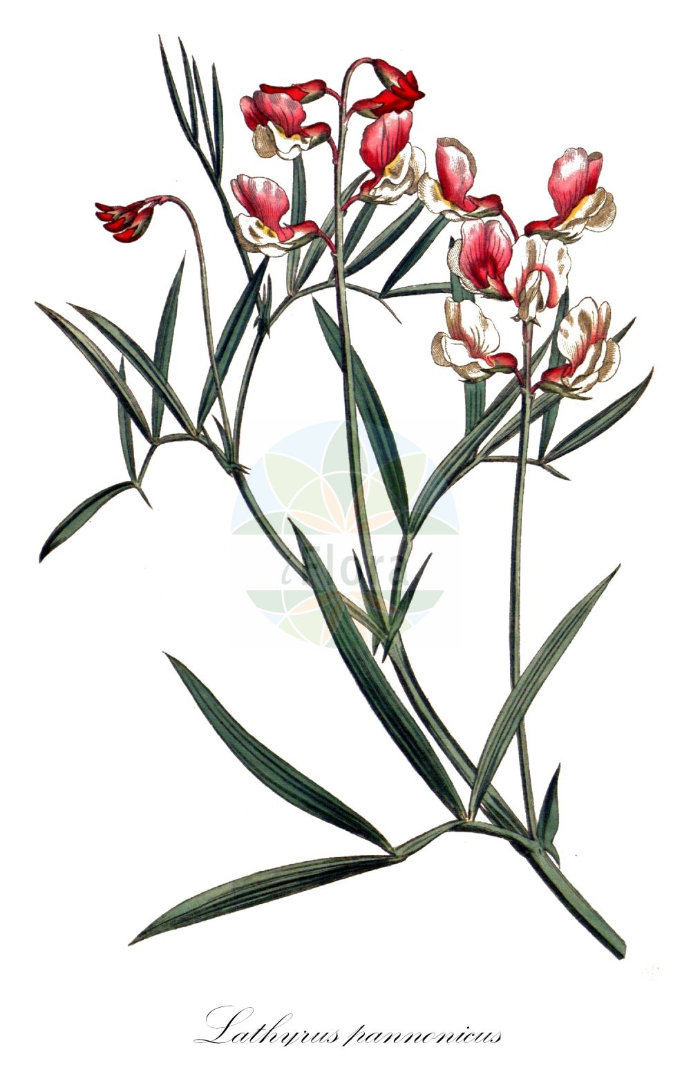 Historische Abbildung von Lathyrus pannonicus (Pannonische Platterbse - Felted Vetch). Das Bild zeigt Blatt, Bluete, Frucht und Same. ---- Historical Drawing of Lathyrus pannonicus (Pannonische Platterbse - Felted Vetch). The image is showing leaf, flower, fruit and seed.(Lathyrus pannonicus,Pannonische Platterbse,Felted Vetch,Lathyrus albus,Lathyrus pannonicus,Orobus albus,Pannonische Platterbse,Lilienwicke,Weisse Platterbse,Felted Vetch,Lathyrus,Platterbse,Pea,Fabaceae,Schmetterlingsblütler,Pea family,Blatt,Bluete,Frucht,Same,leaf,flower,fruit,seed)