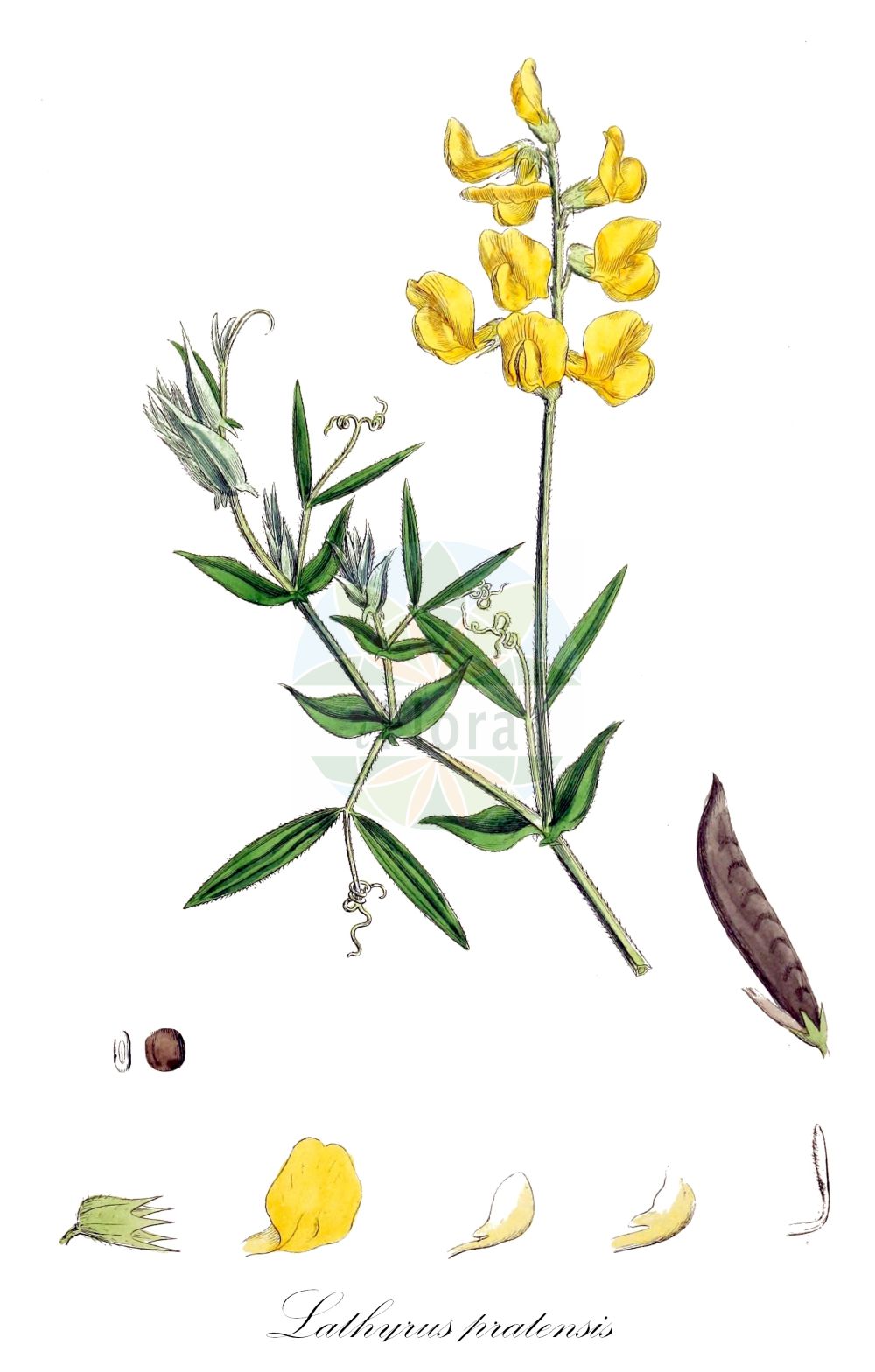 Historische Abbildung von Lathyrus pratensis (Wiesen-Platterbse - Meadow Vetchling). Das Bild zeigt Blatt, Bluete, Frucht und Same. ---- Historical Drawing of Lathyrus pratensis (Wiesen-Platterbse - Meadow Vetchling). The image is showing leaf, flower, fruit and seed.(Lathyrus pratensis,Wiesen-Platterbse,Meadow Vetchling,Lathyrus pratensis,Orobus pratensis,Wiesen-Platterbse,Meadow Vetchling,Meadow Pea Vine,Meadow Pea,Yellow Vetchling,Lathyrus,Platterbse,Pea,Fabaceae,Schmetterlingsblütler,Pea family,Blatt,Bluete,Frucht,Same,leaf,flower,fruit,seed,Sowerby (1790-1813))