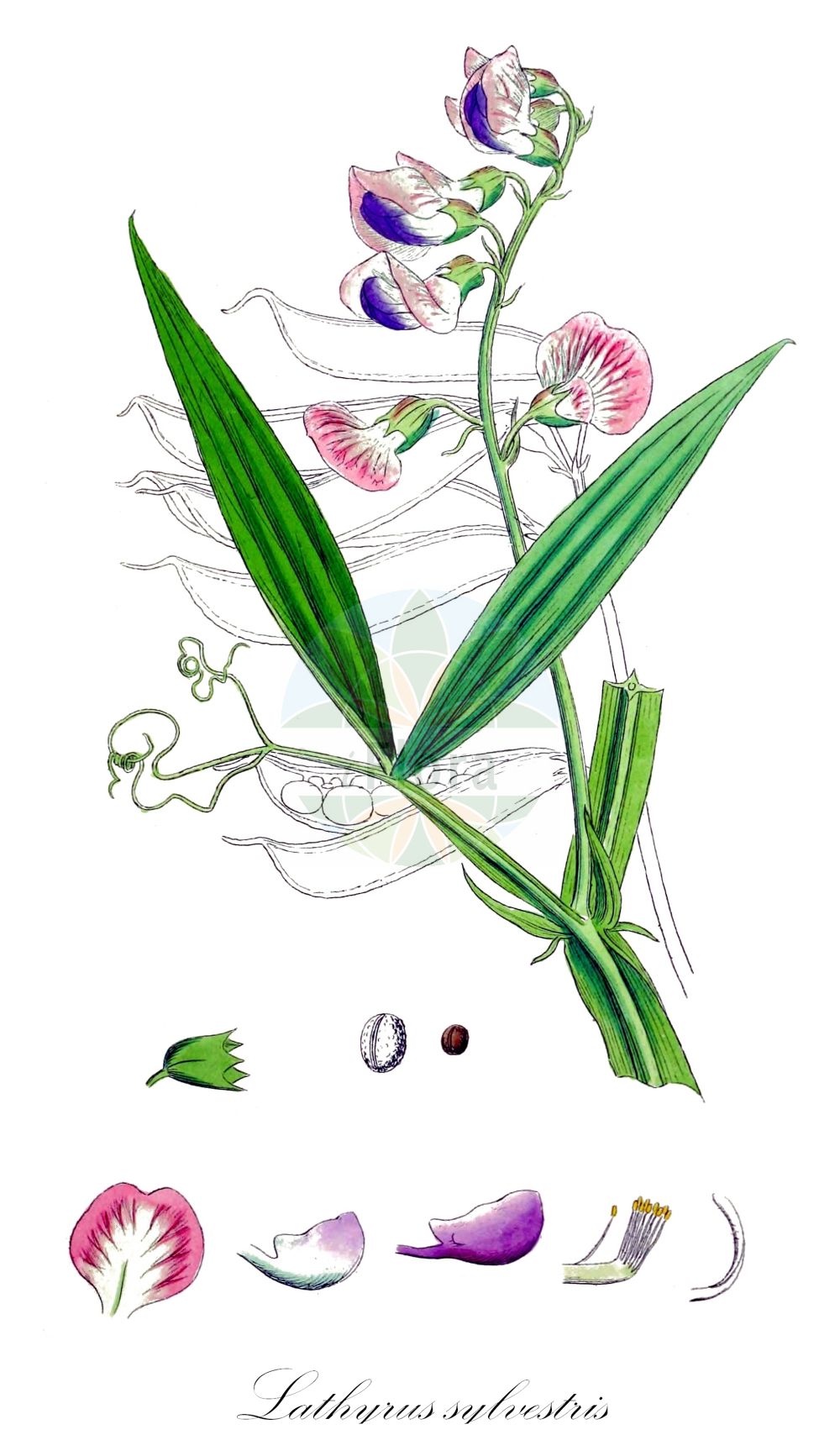 Historische Abbildung von Lathyrus sylvestris (Breitblättrige Wald-Platterbse - Narrow-leaved Everlasting-Pea). Das Bild zeigt Blatt, Bluete, Frucht und Same. ---- Historical Drawing of Lathyrus sylvestris (Breitblättrige Wald-Platterbse - Narrow-leaved Everlasting-Pea). The image is showing leaf, flower, fruit and seed.(Lathyrus sylvestris,Breitblättrige Wald-Platterbse,Narrow-leaved Everlasting-Pea,Lathyrus platyphyllus,Lathyrus sylvestris,Breitblaettrige Wald-Platterbse,Narrow-leaved Everlasting-Pea,Flat Pea Vine,Flat Pea,Wood Pea,Lathyrus,Platterbse,Pea,Fabaceae,Schmetterlingsblütler,Pea family,Blatt,Bluete,Frucht,Same,leaf,flower,fruit,seed,Sowerby (1790-1813))