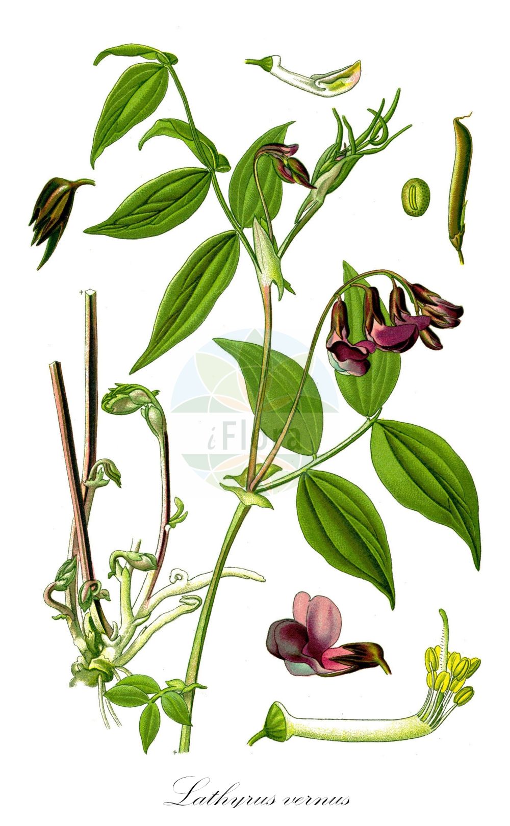 Historische Abbildung von Lathyrus vernus (Frühlings-Platterbse - Spring Pea). Das Bild zeigt Blatt, Bluete, Frucht und Same. ---- Historical Drawing of Lathyrus vernus (Frühlings-Platterbse - Spring Pea). The image is showing leaf, flower, fruit and seed.(Lathyrus vernus,Frühlings-Platterbse,Spring Pea,Lathyrus vernus,Orobus vernus,Fruehlings-Platterbse,Spring Pea,Bitter Vetch,Heath Pease,Spring Bitter Vetch,Spring Vetch,Spring Vetchling,Lathyrus,Platterbse,Pea,Fabaceae,Schmetterlingsblütler,Pea family,Blatt,Bluete,Frucht,Same,leaf,flower,fruit,seed,Thomé (1885))