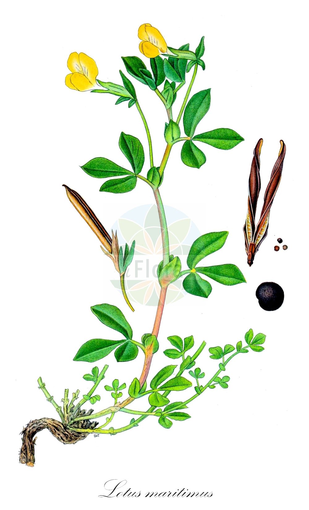 Historische Abbildung von Lotus maritimus (Gelbe Spargelerbse - Dragon's Teeth). Das Bild zeigt Blatt, Bluete, Frucht und Same. ---- Historical Drawing of Lotus maritimus (Gelbe Spargelerbse - Dragon's Teeth). The image is showing leaf, flower, fruit and seed.(Lotus maritimus,Gelbe Spargelerbse,Dragon's Teeth,Lotus maritimus,Lotus siliquosus,Tetragonolobus maritimus,Tetragonolobus prostratus,Tetragonolobus siliquosus,Tetragonolobus tauricus,Gelbe Spargelerbse,Spargelbohne,Spargelklee,Dragon's Teeth,Asparagus Trefoil,Winged Pea,Lotus,Hornklee,Trefoil,Fabaceae,Schmetterlingsblütler,Pea family,Blatt,Bluete,Frucht,Same,leaf,flower,fruit,seed,Lindman (1901-1905))