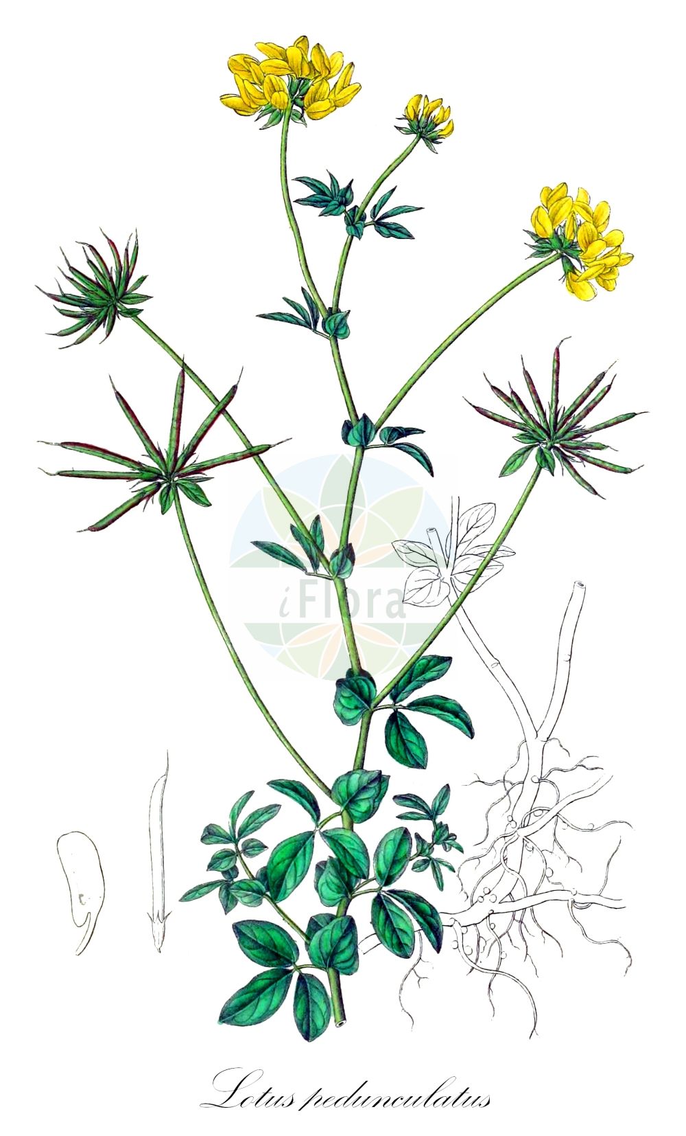Historische Abbildung von Lotus pedunculatus (Sumpf-Hornklee - Greater Bird's-foot-Trefoil). Das Bild zeigt Blatt, Bluete, Frucht und Same. ---- Historical Drawing of Lotus pedunculatus (Sumpf-Hornklee - Greater Bird's-foot-Trefoil). The image is showing leaf, flower, fruit and seed.(Lotus pedunculatus,Sumpf-Hornklee,Greater Bird's-foot-Trefoil,Lotus granadensis,Lotus pedunculatus,Sumpf-Hornklee,Greater Bird's-foot-Trefoil,Big Trefoil,Greater Birdsfoot Clover,Greater Lotus,Larger Birdsfoot Trefoil,Marsh Birdsfoot Trefoil,Lotus,Hornklee,Trefoil,Fabaceae,Schmetterlingsblütler,Pea family,Blatt,Bluete,Frucht,Same,leaf,flower,fruit,seed,Dietrich (1833-1844))